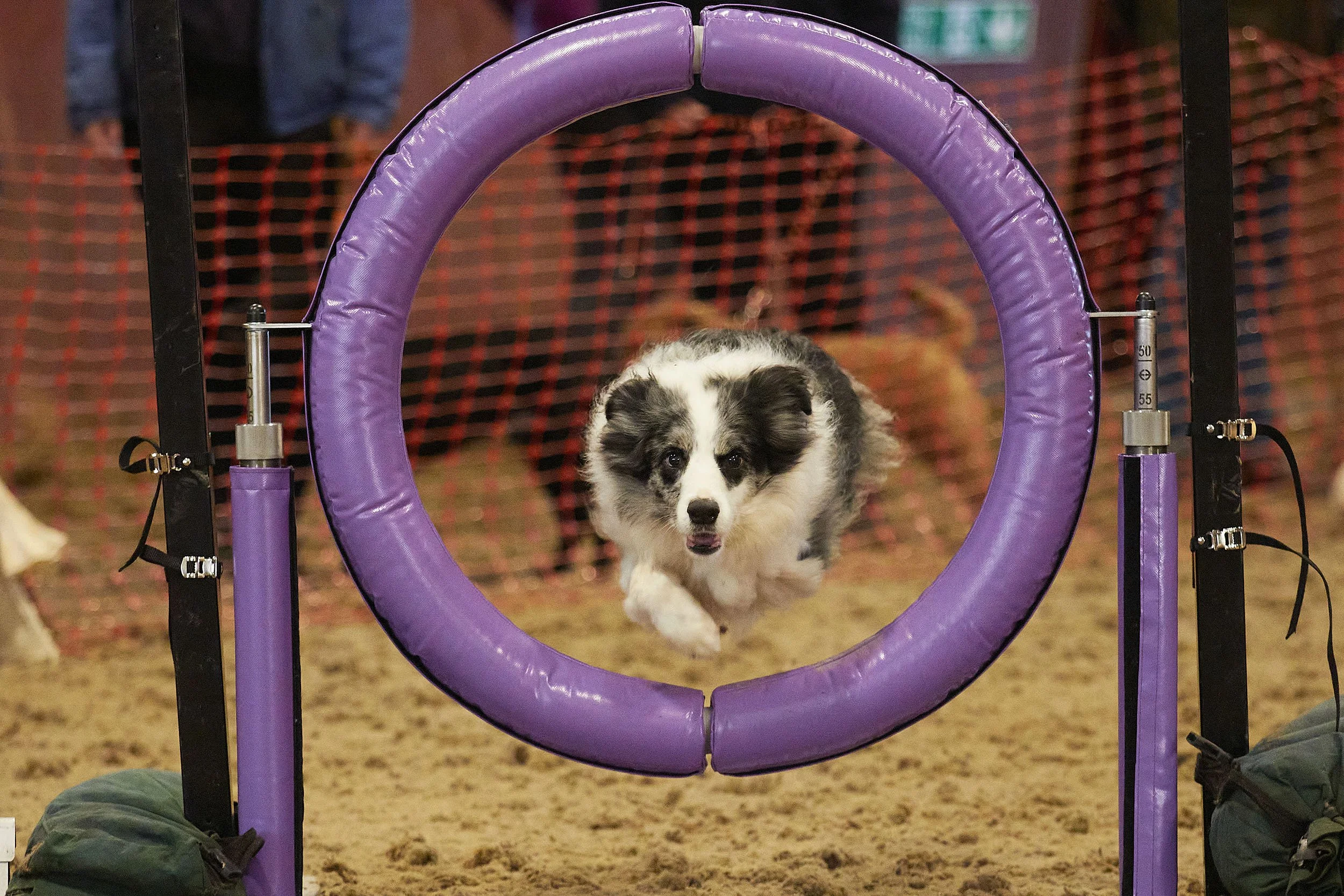 Kelluki Agility 16:1:2022 421.jpg 2500.jpg
