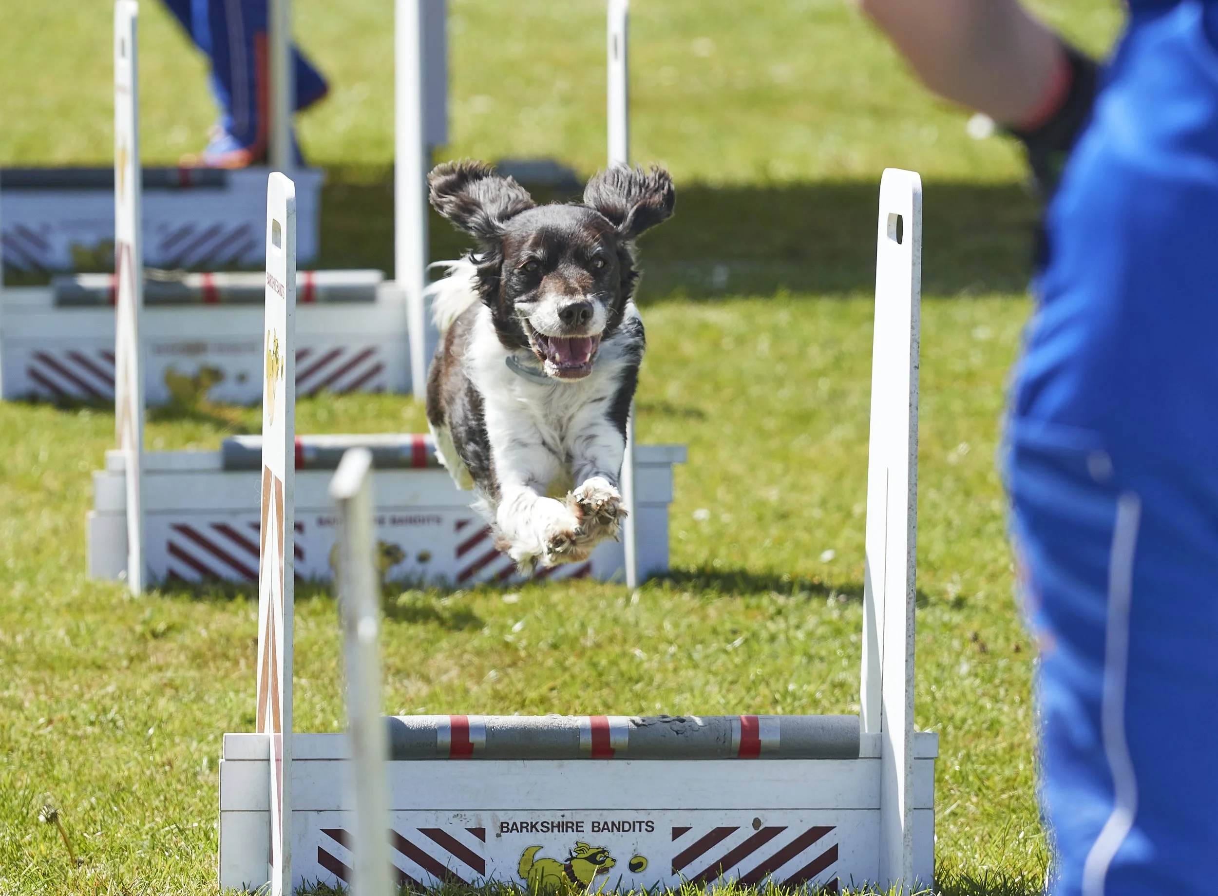 Paws in the park 14-5-2022 8.jpg