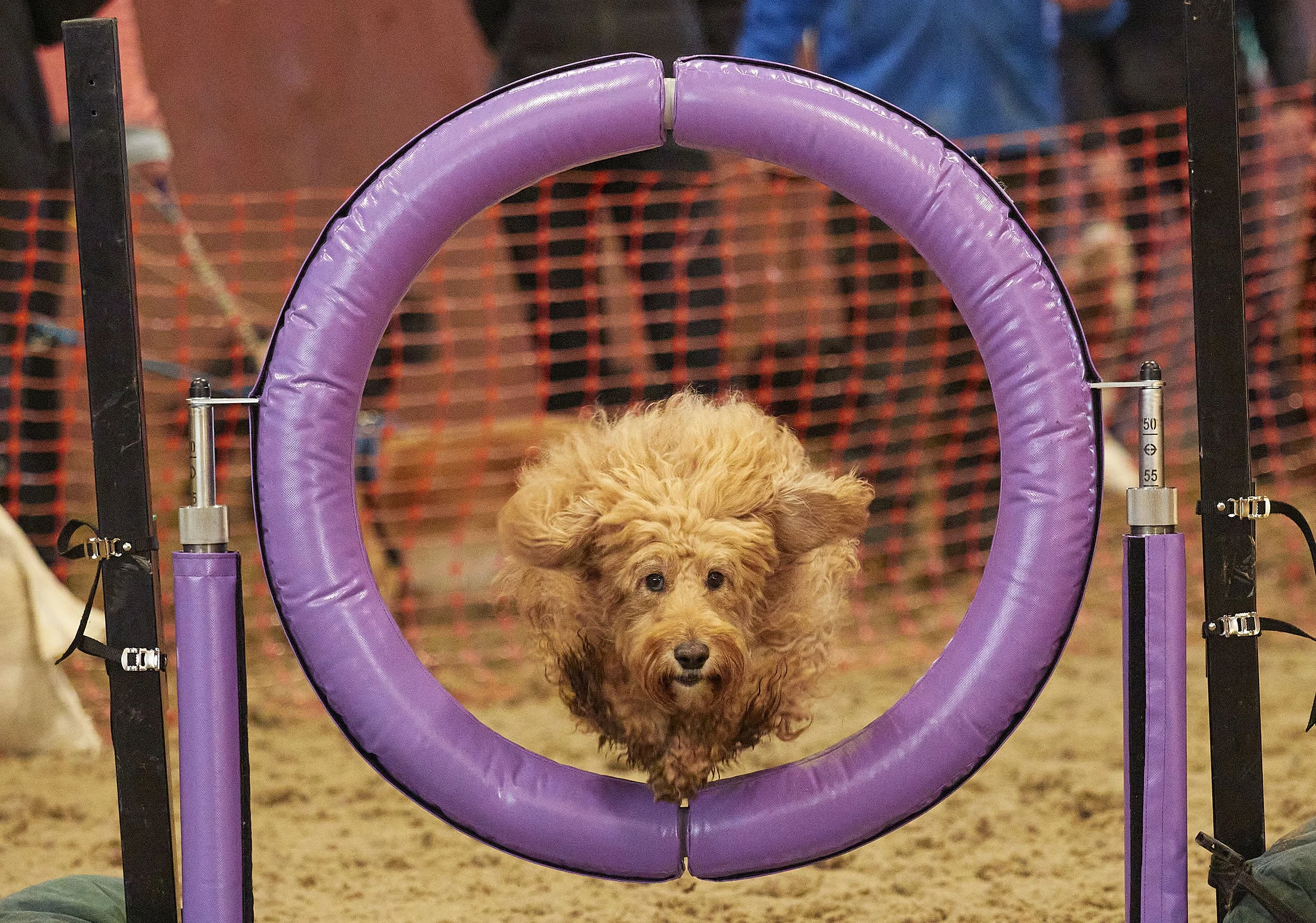 Kelluki Agility 16:1:2022 410.jpg 2500.jpg