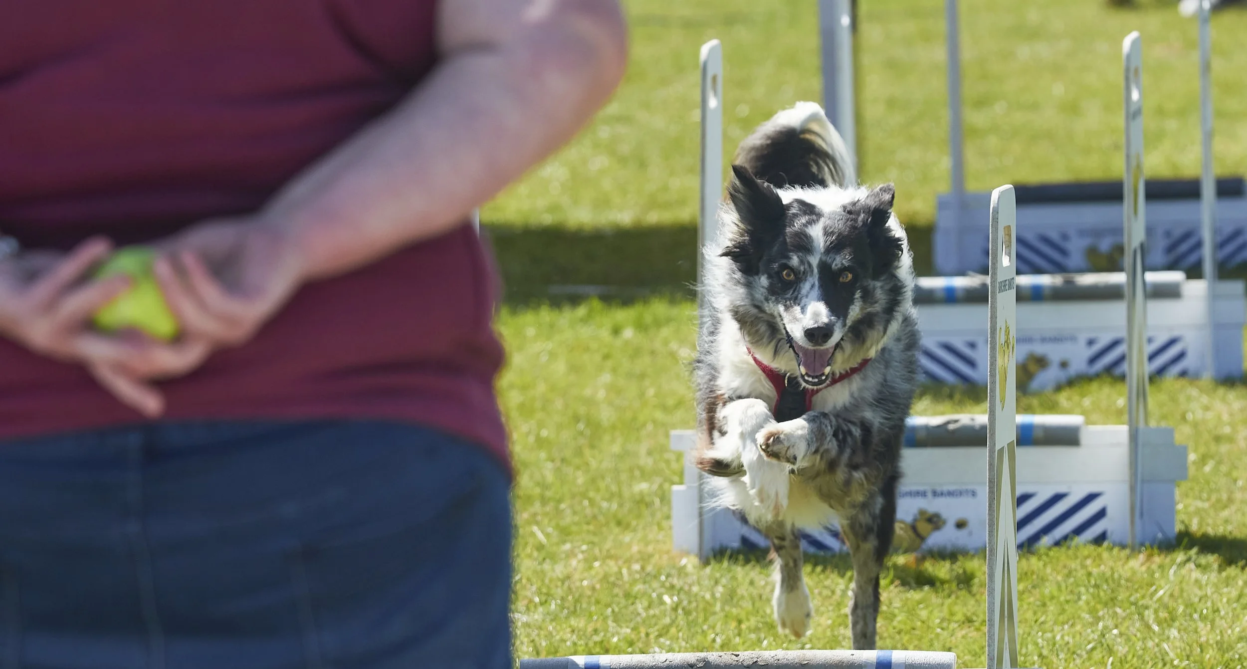 Paws in the park 14-5-2022 10.jpg