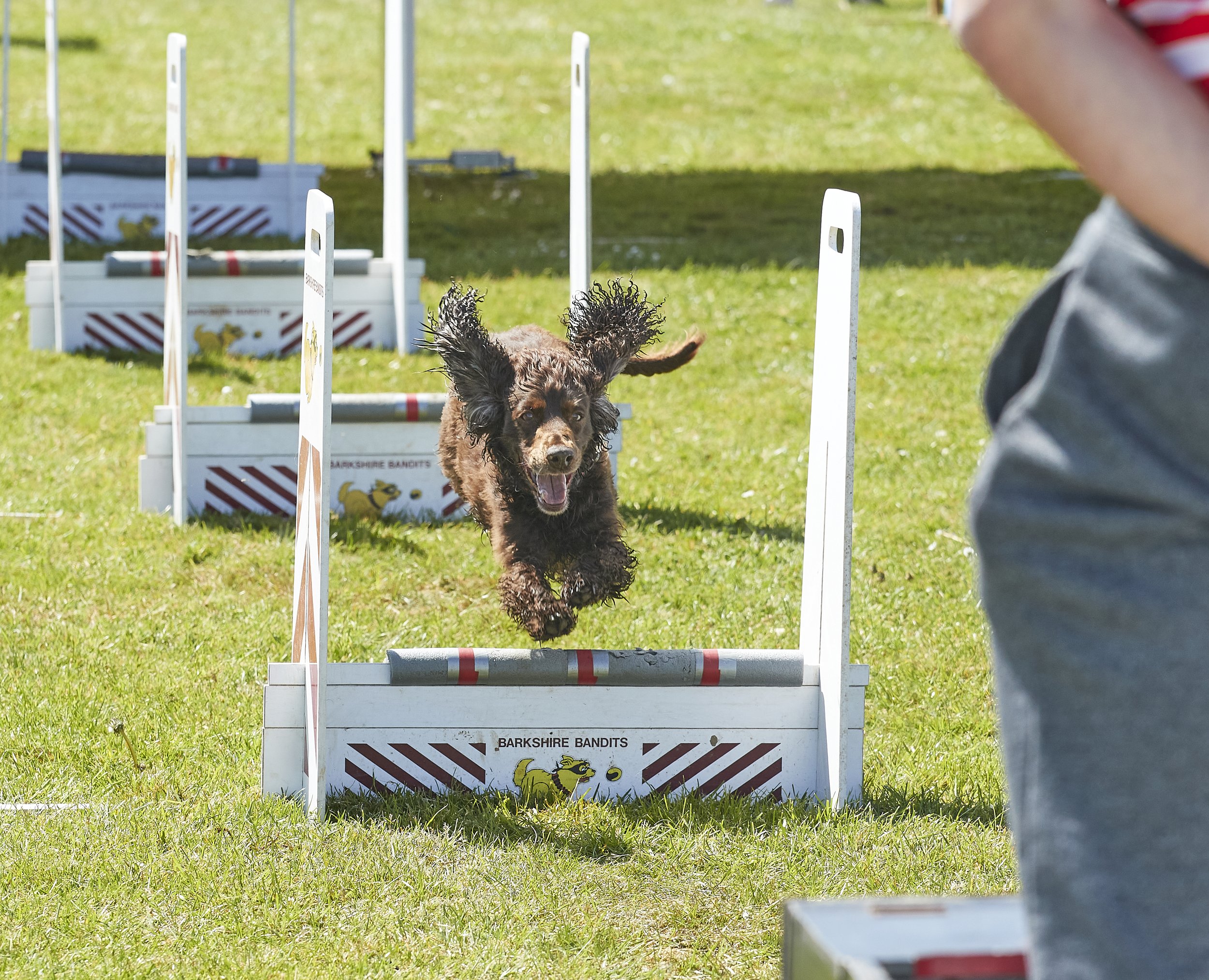 Paws in the park 14-5-2022 14.jpg