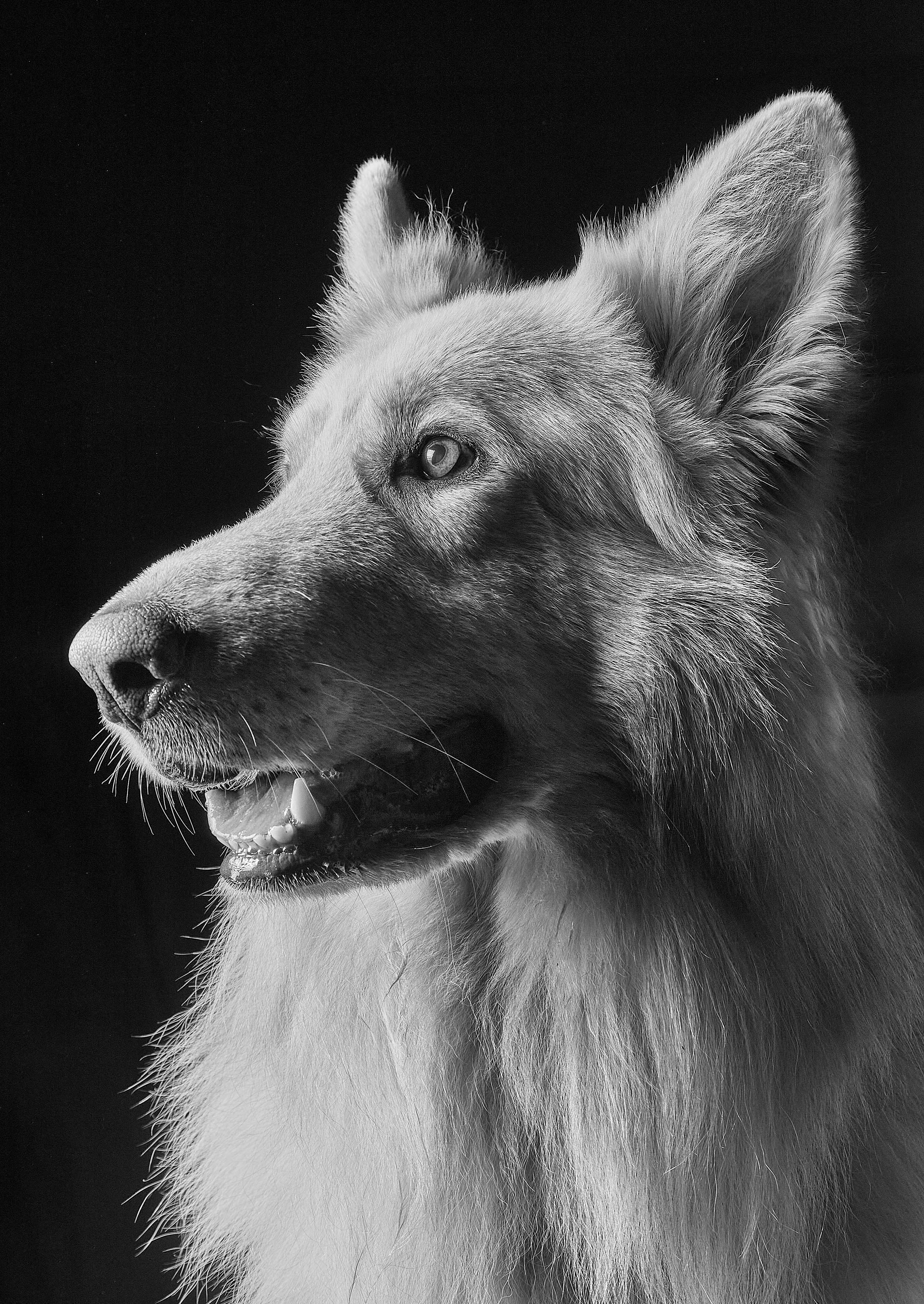 German shephards 11.jpg