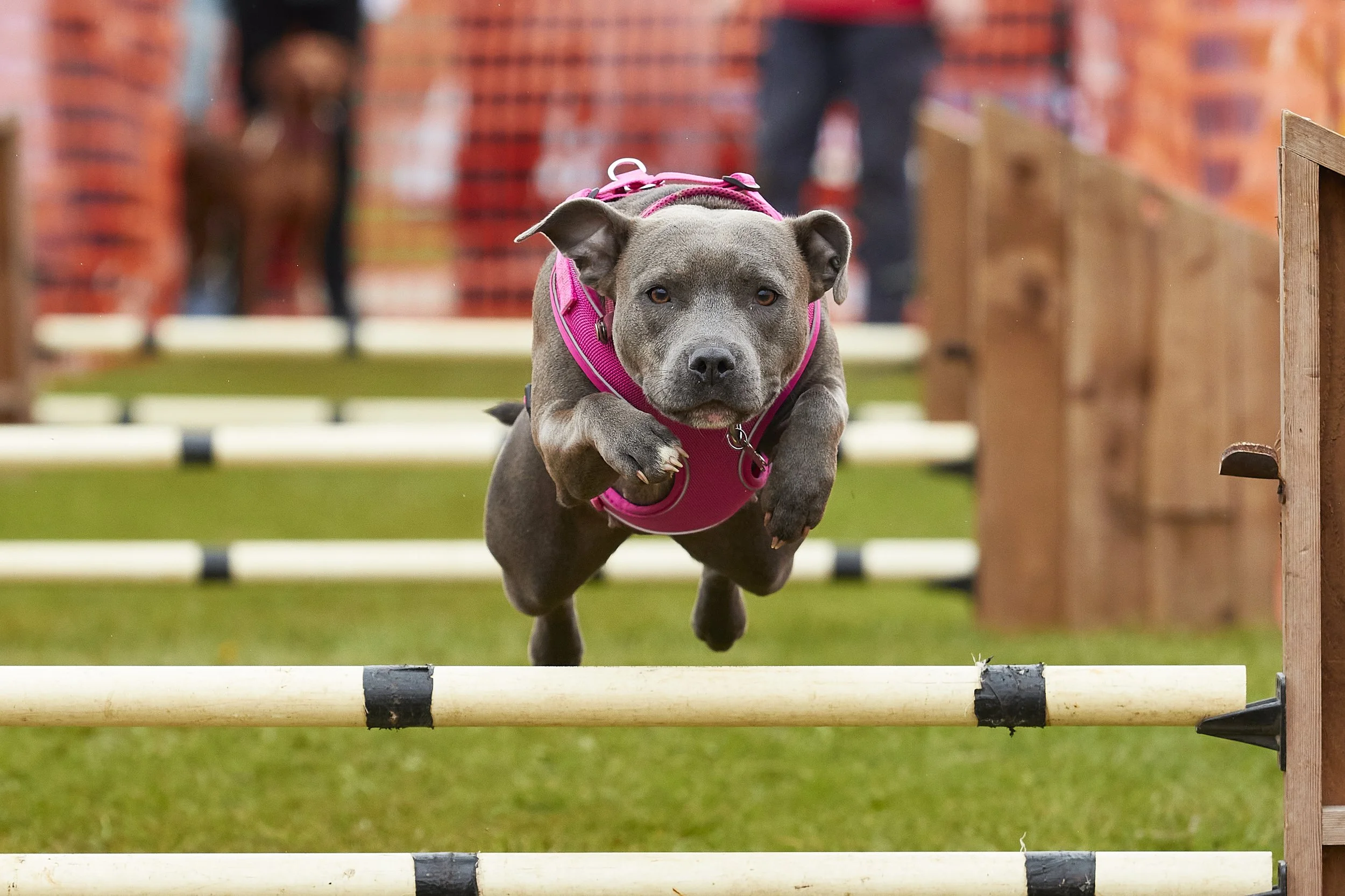 Newbury dog show 04 - 2023 348.jpg