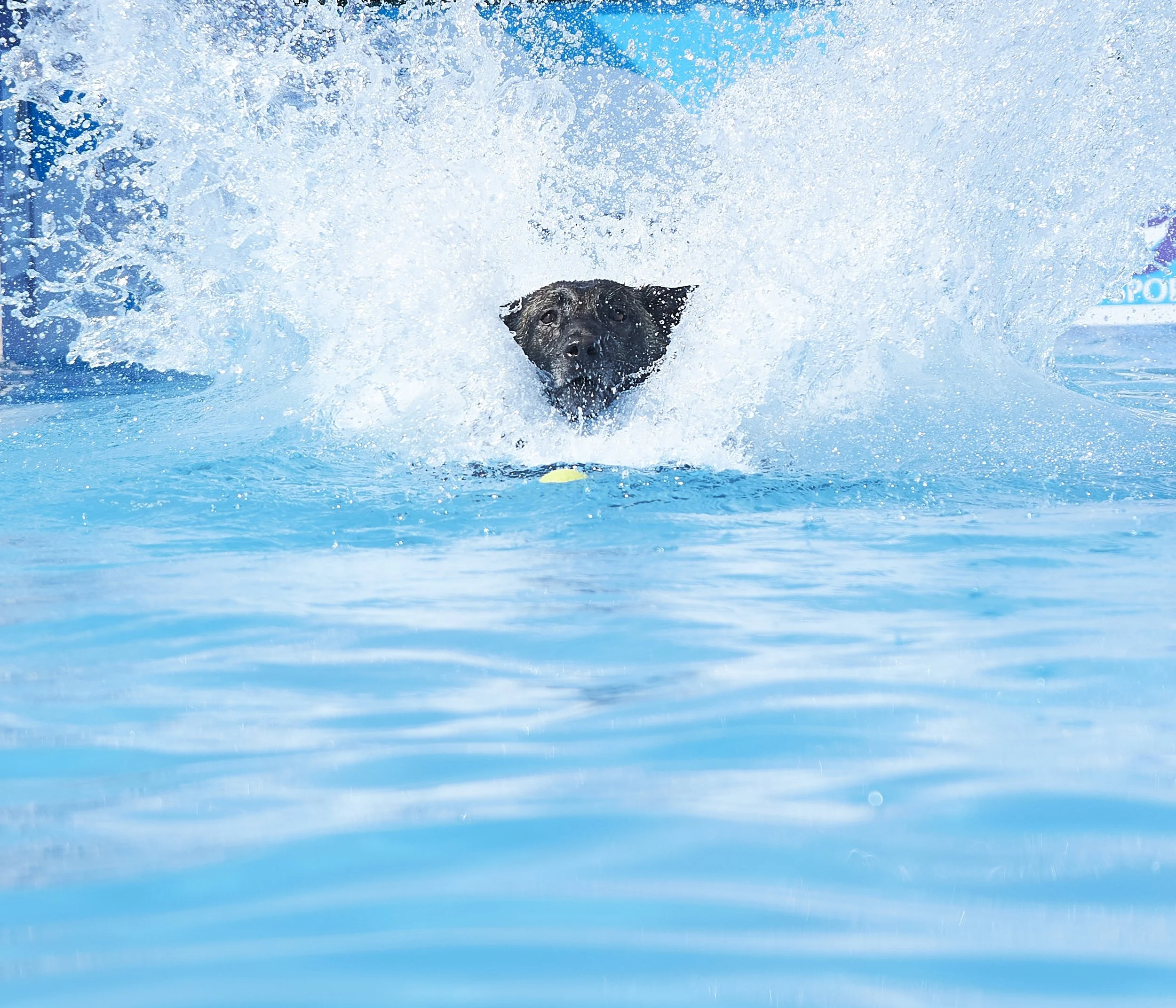 Paws in the park 14-5-2022 728 copy.jpg