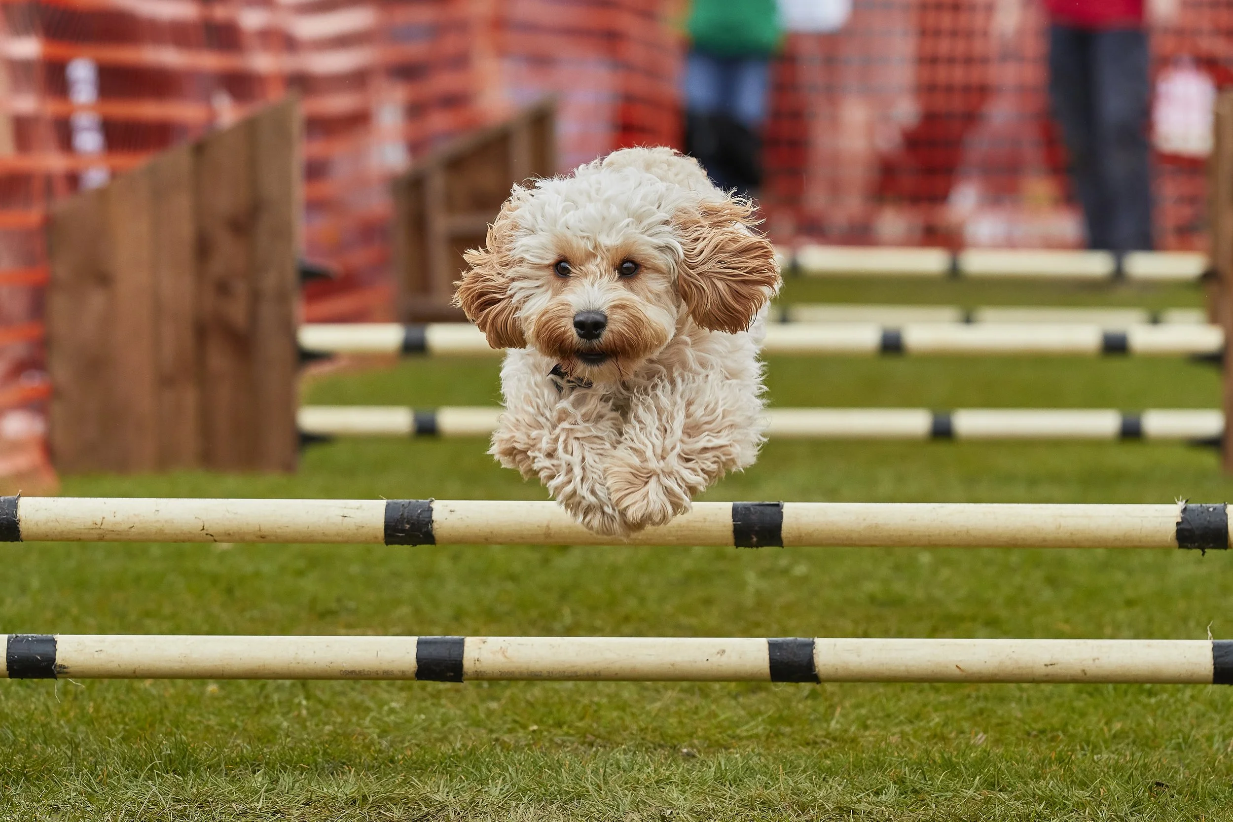 Newbury dog show 04 - 2023 353.jpg