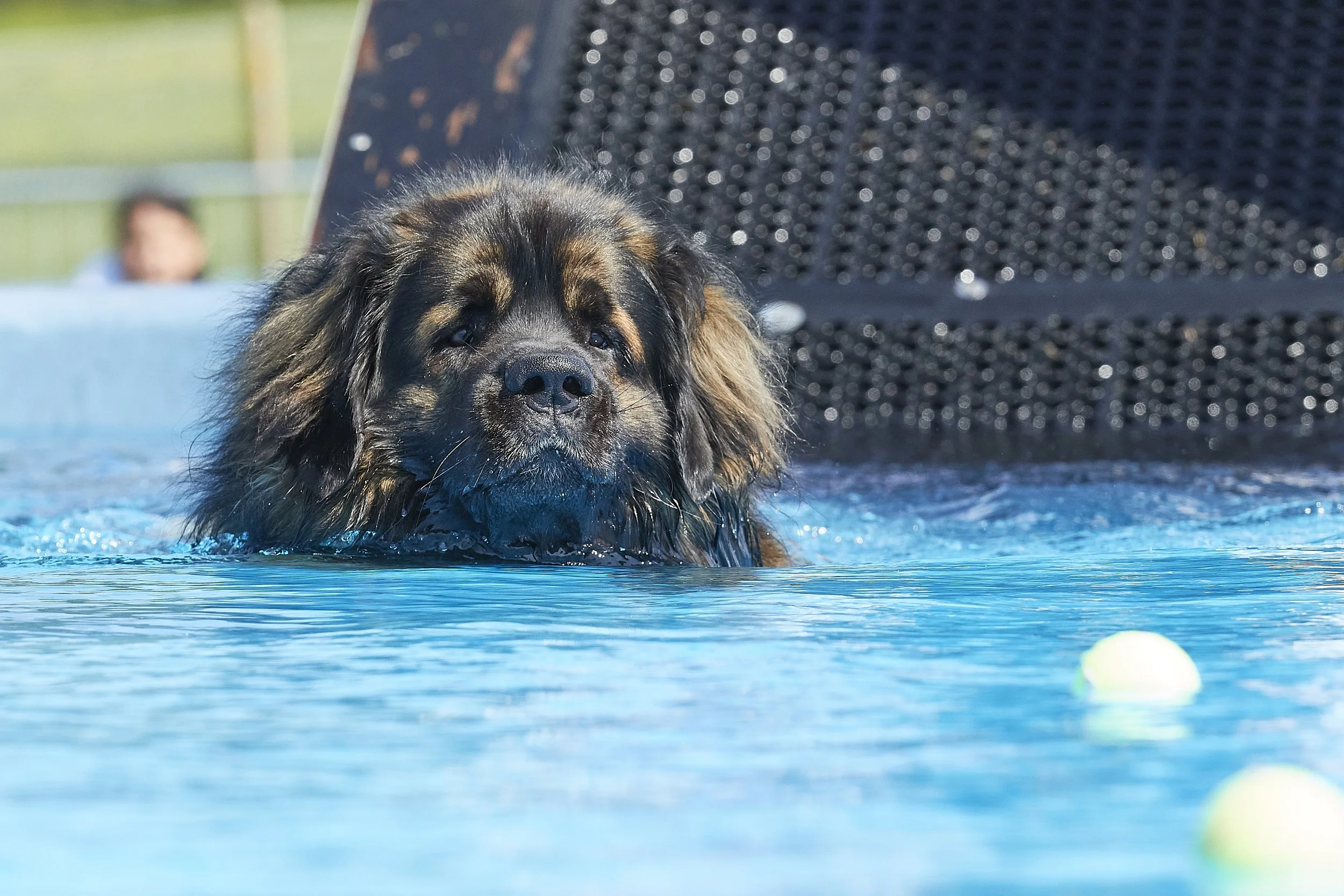 Paws in the park 052023 68.jpg