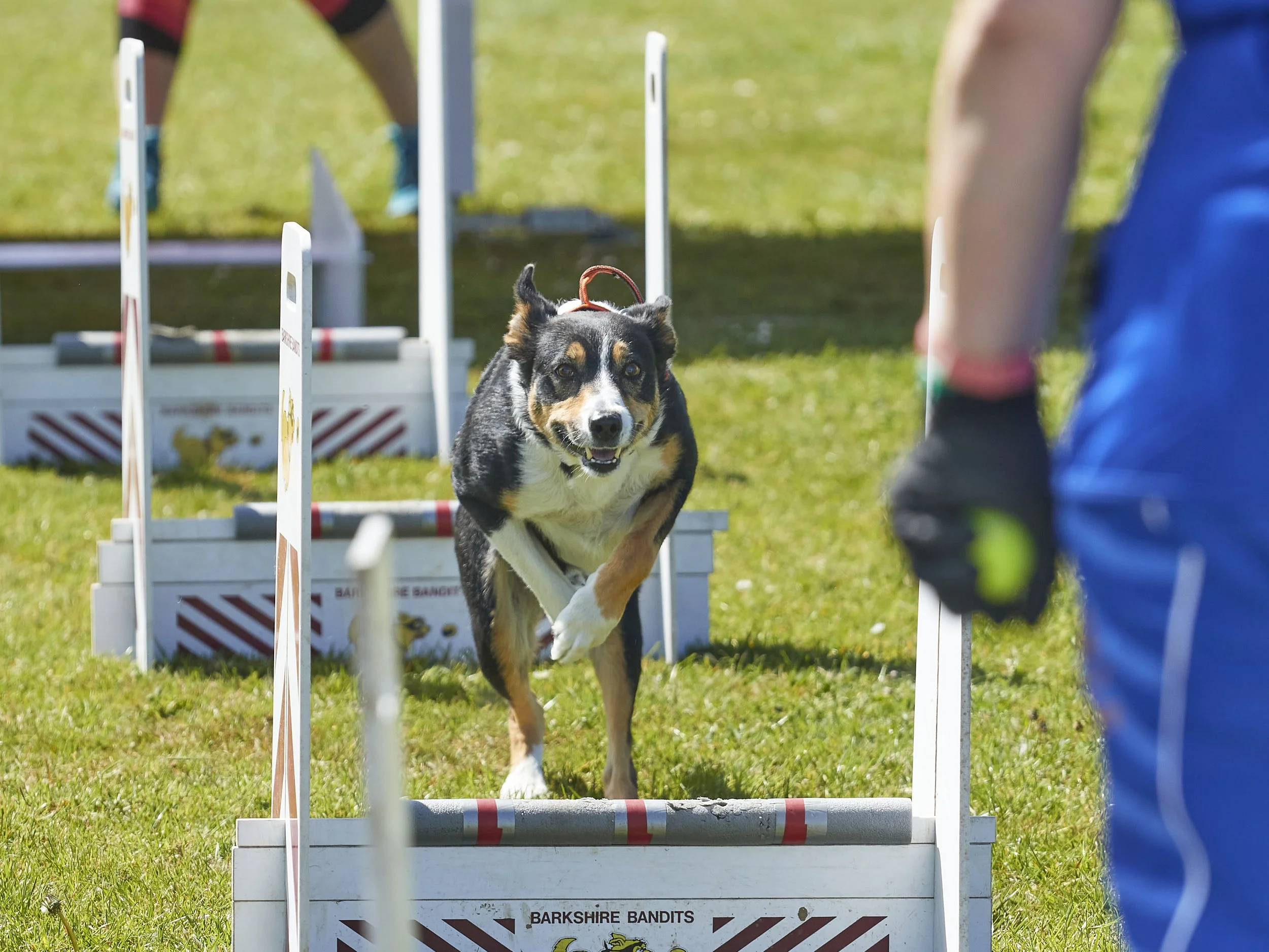 Paws in the park 14-5-2022 9.jpg