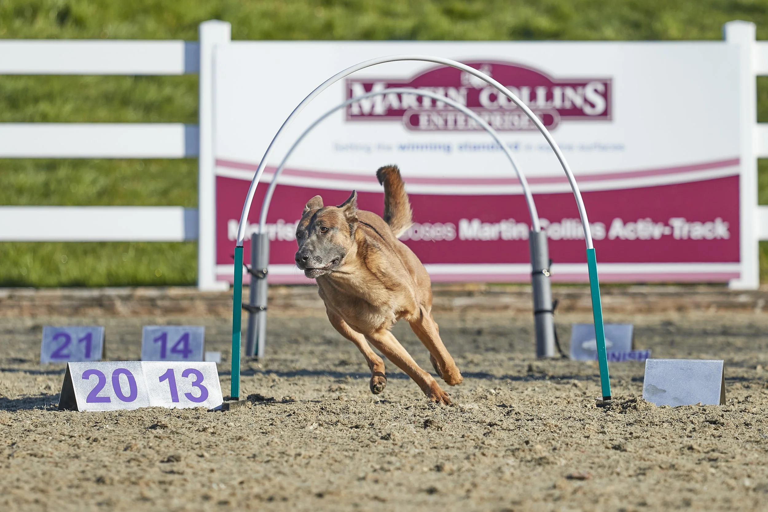 love your owner 1.jpg