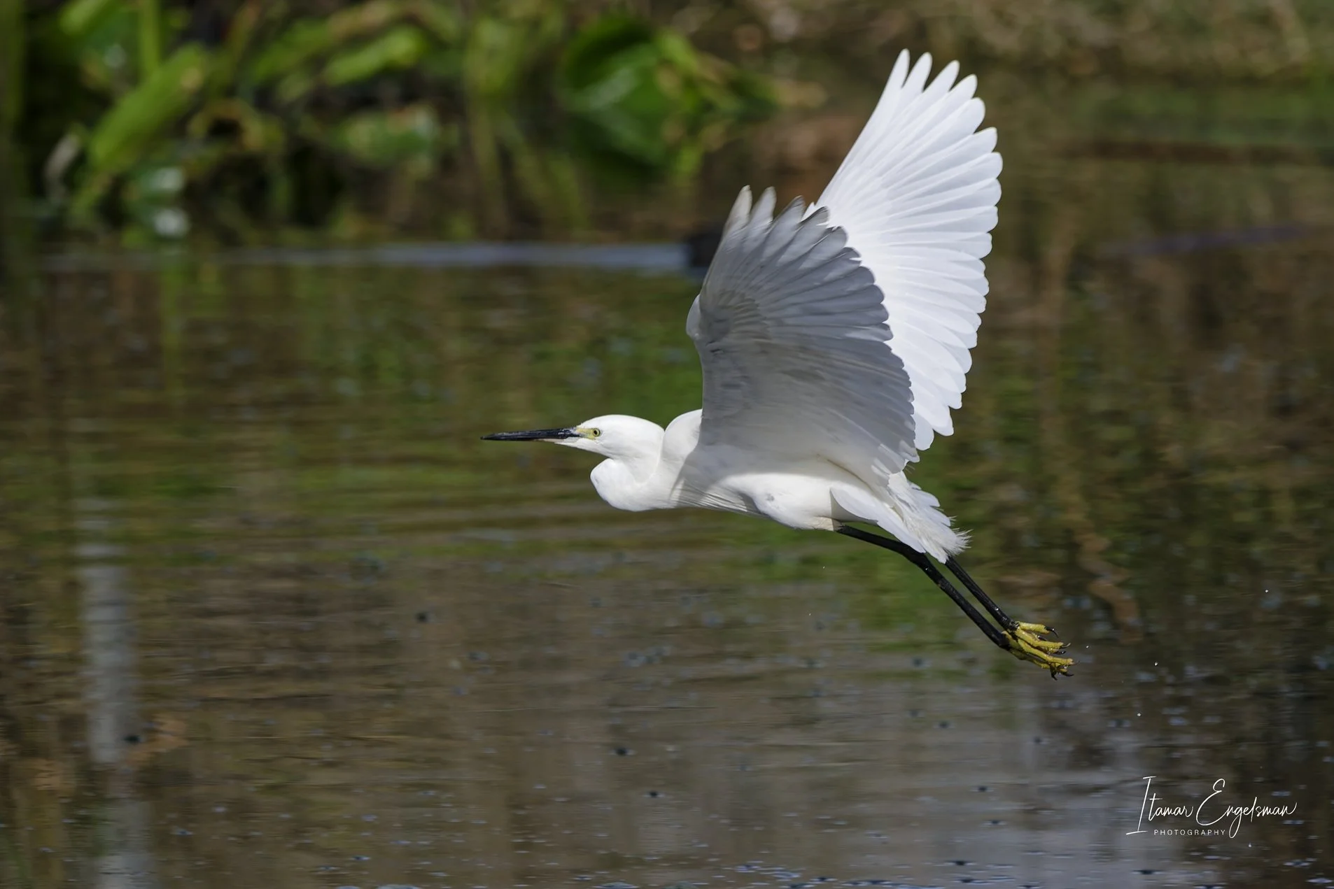 Little Egret
