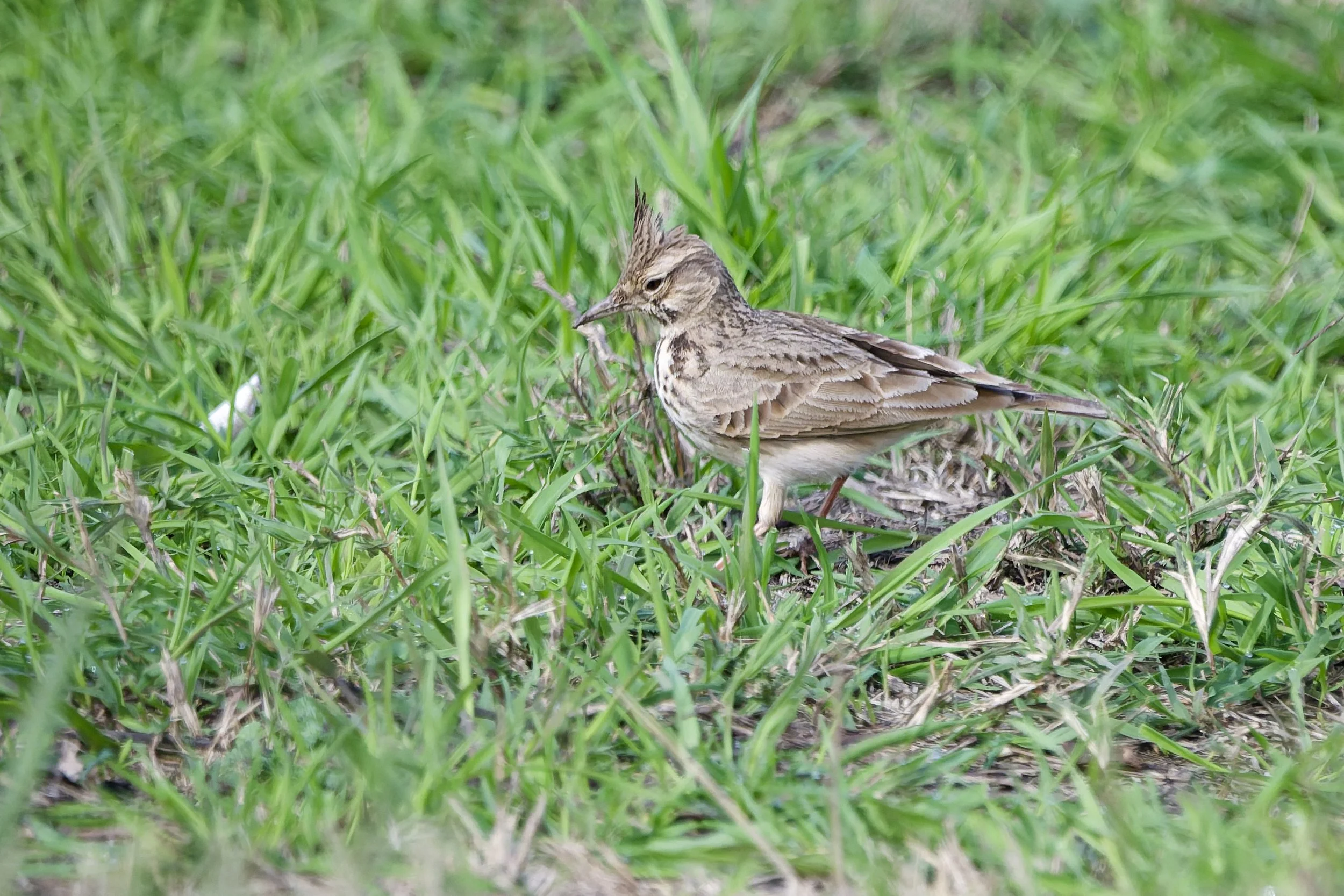 Crested Lark