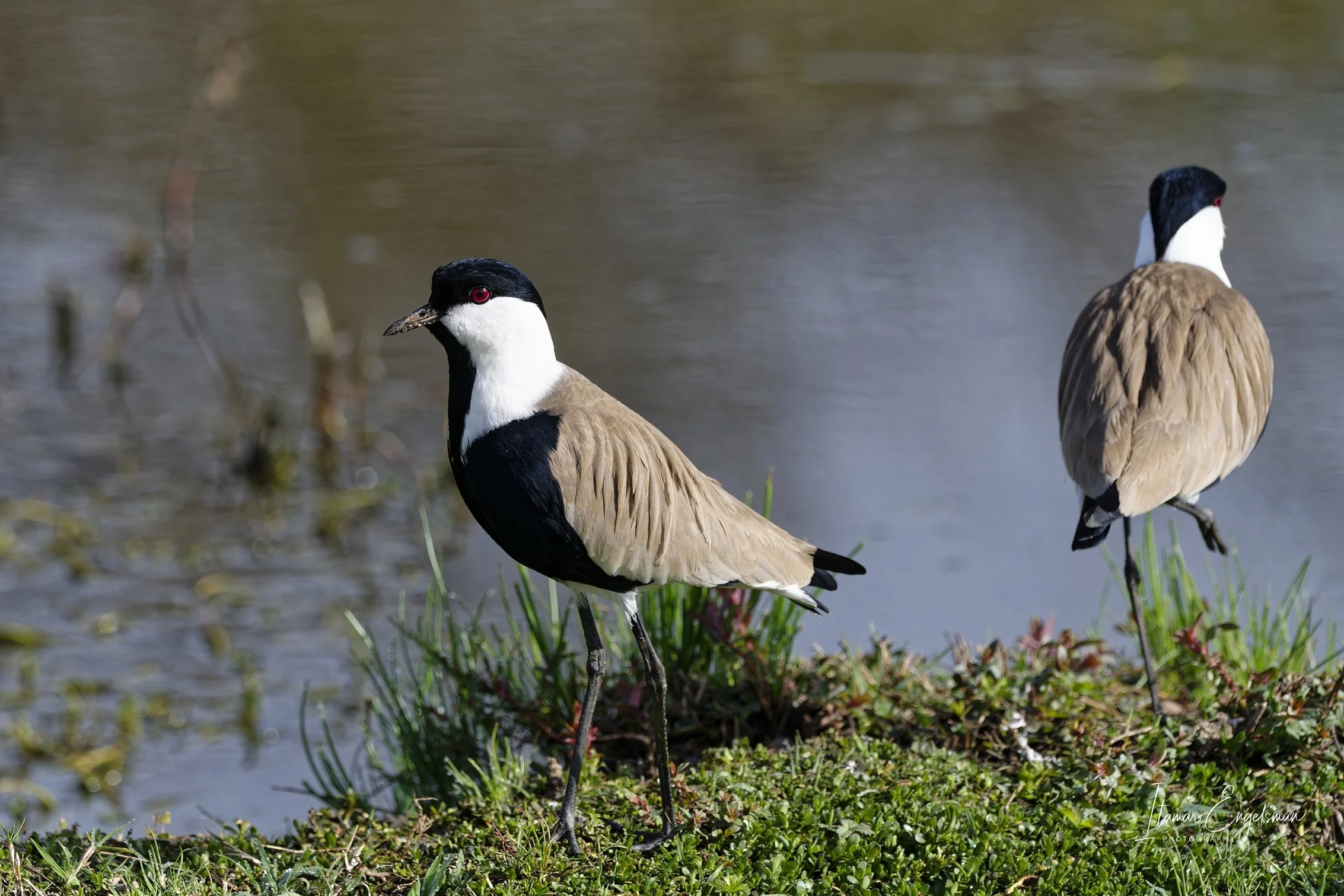 Spur-winged Lapwing