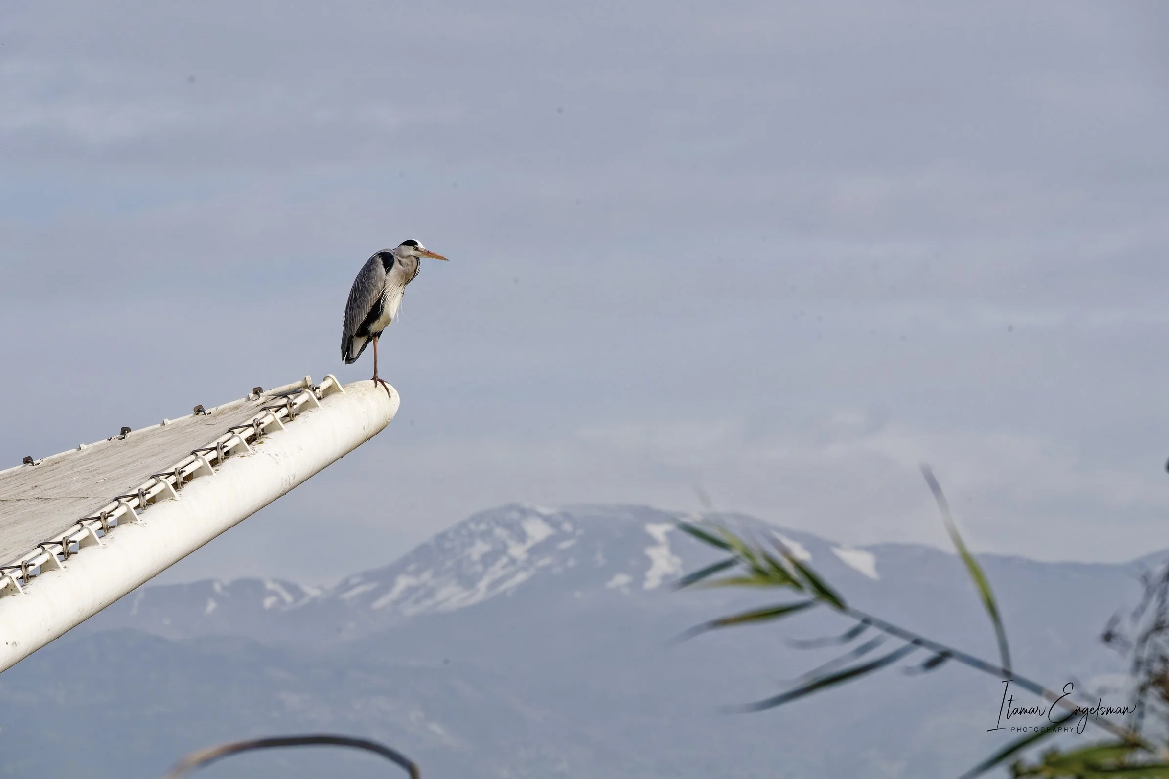 Gray Heron
