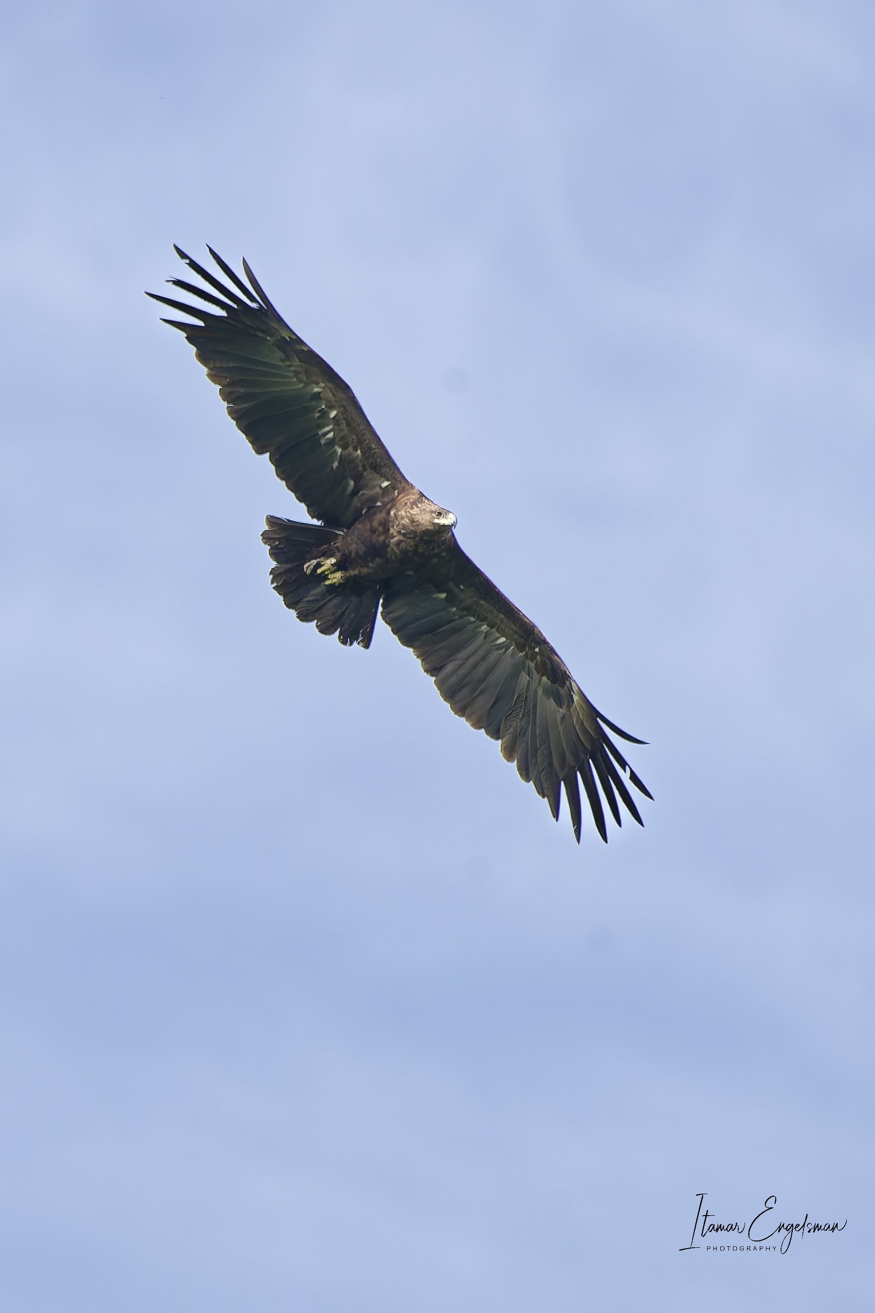 Greater Spotted Eagle