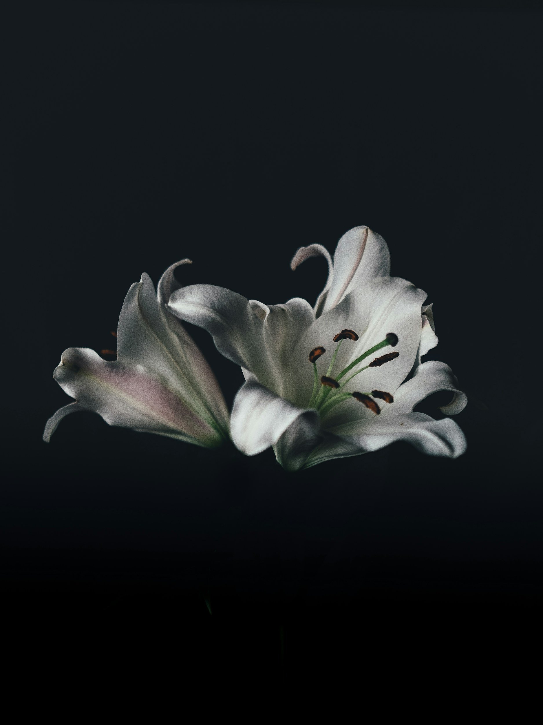 Donate in memory. Photo of a white lily flower on a black background.