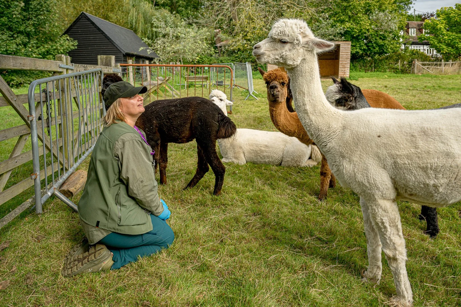 alpaca walker