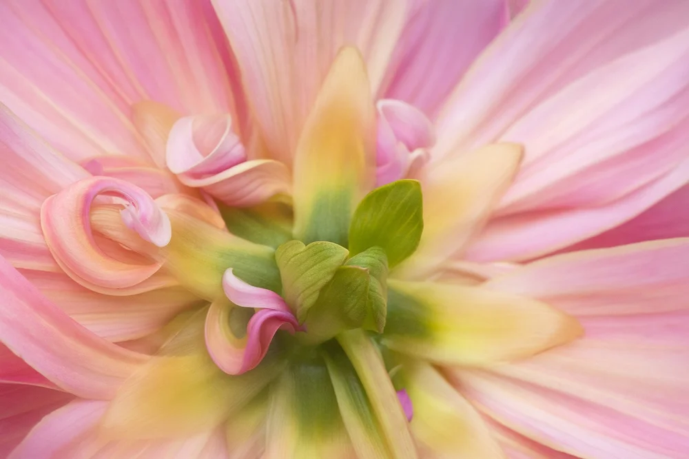 Flower PortraitsThe Sequel — Kathleen Clemons Education