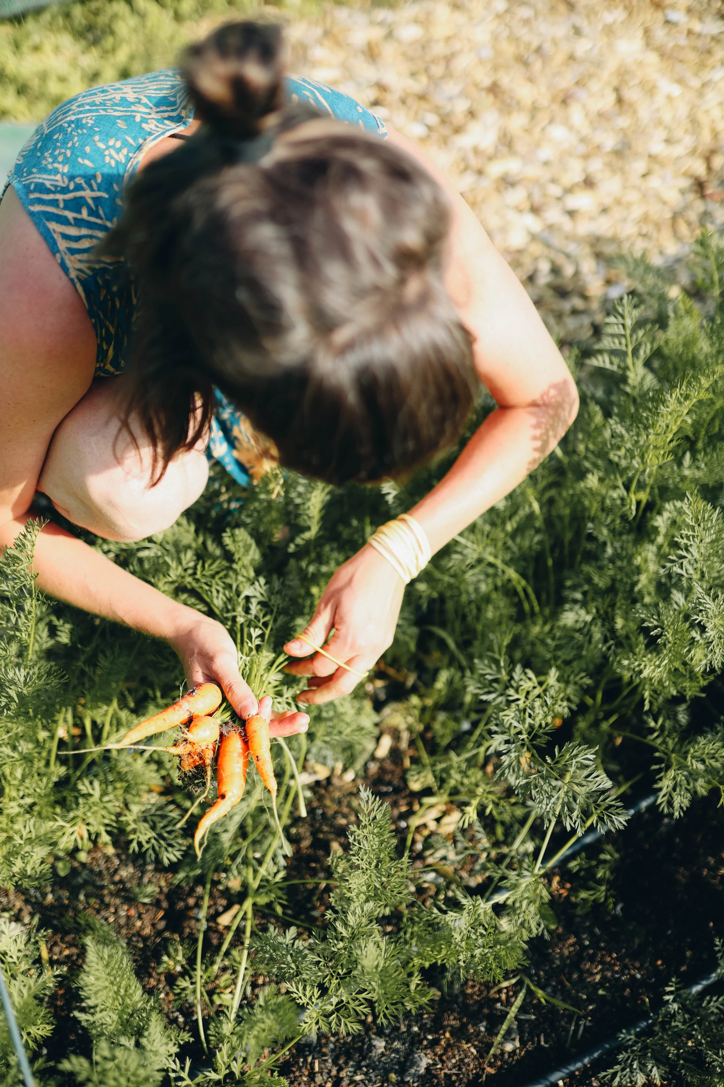A person harvesting carrots in a garden, holding freshly pulled carrots with green tops, surrounded by lush carrot plants.