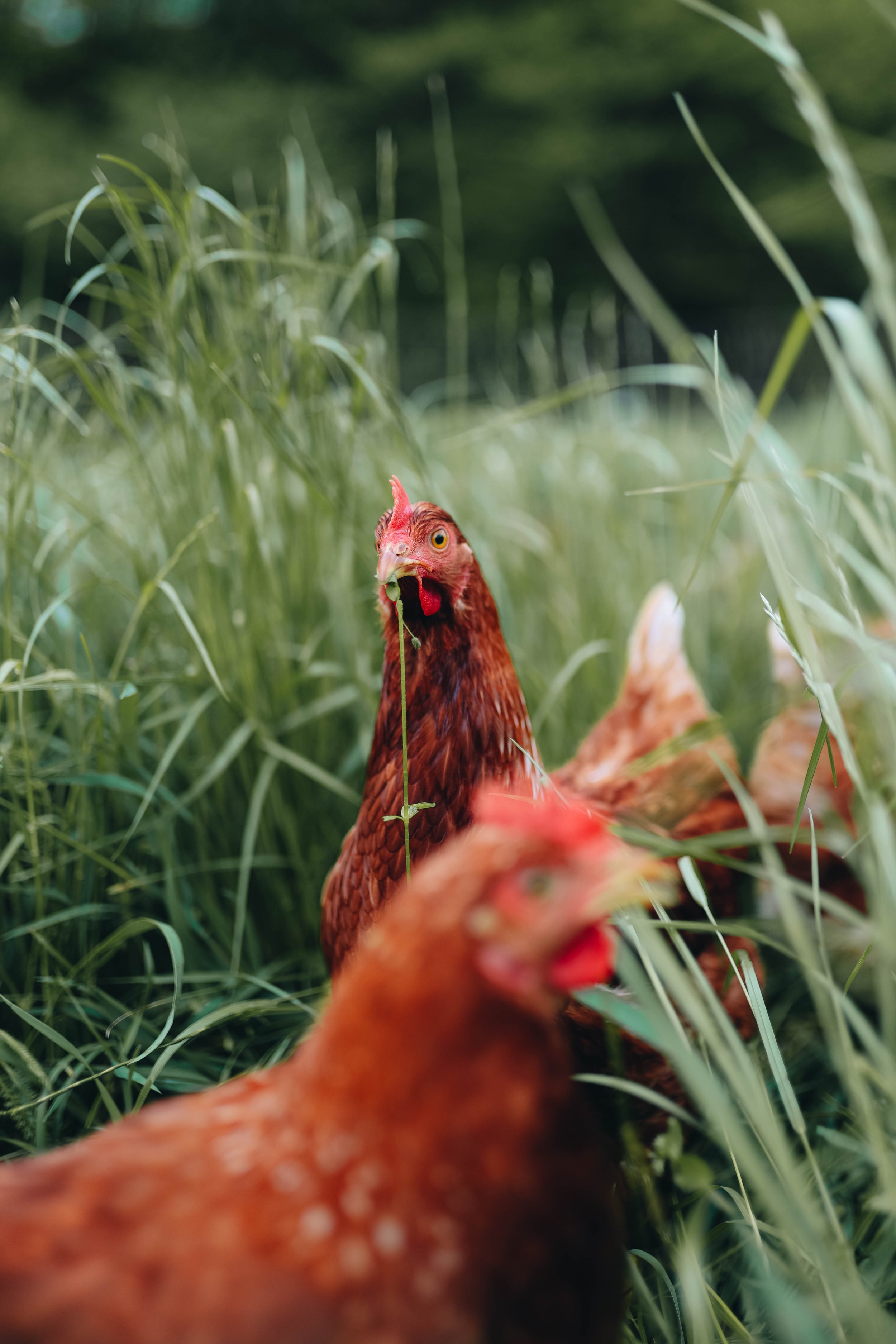 Kmetija Monera 2025 (694).jpg