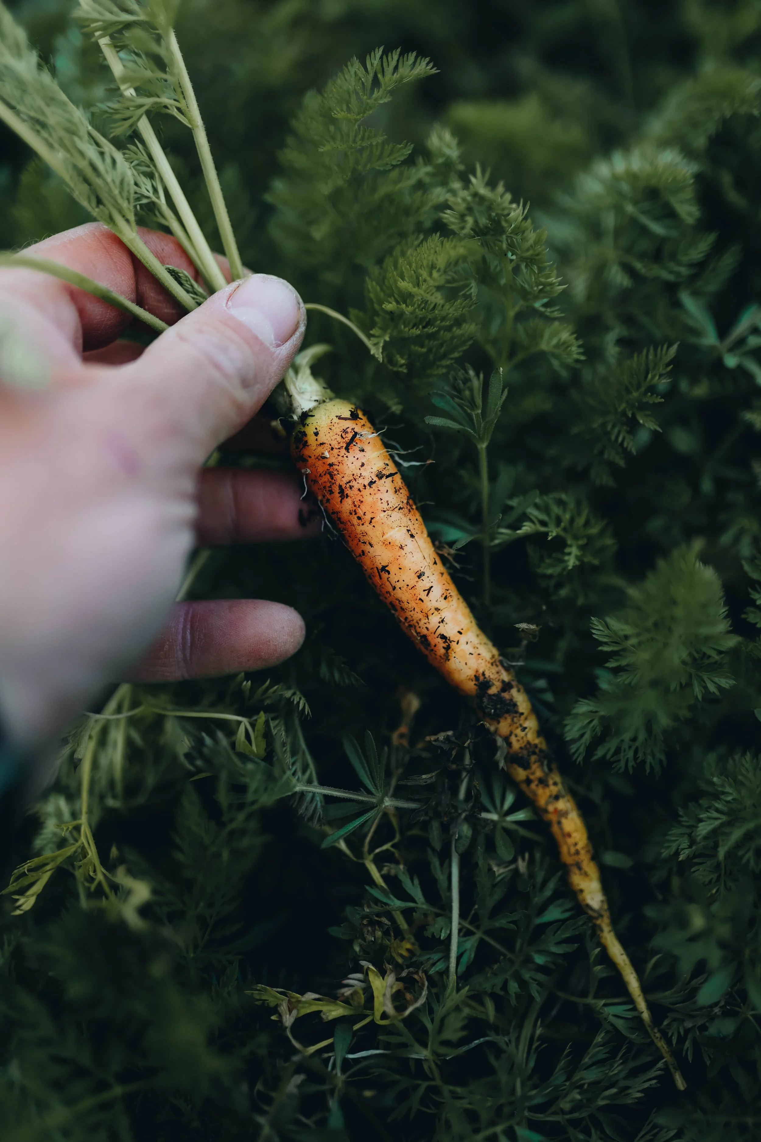 Tržni vrt BREZ PREKOPAVANJA