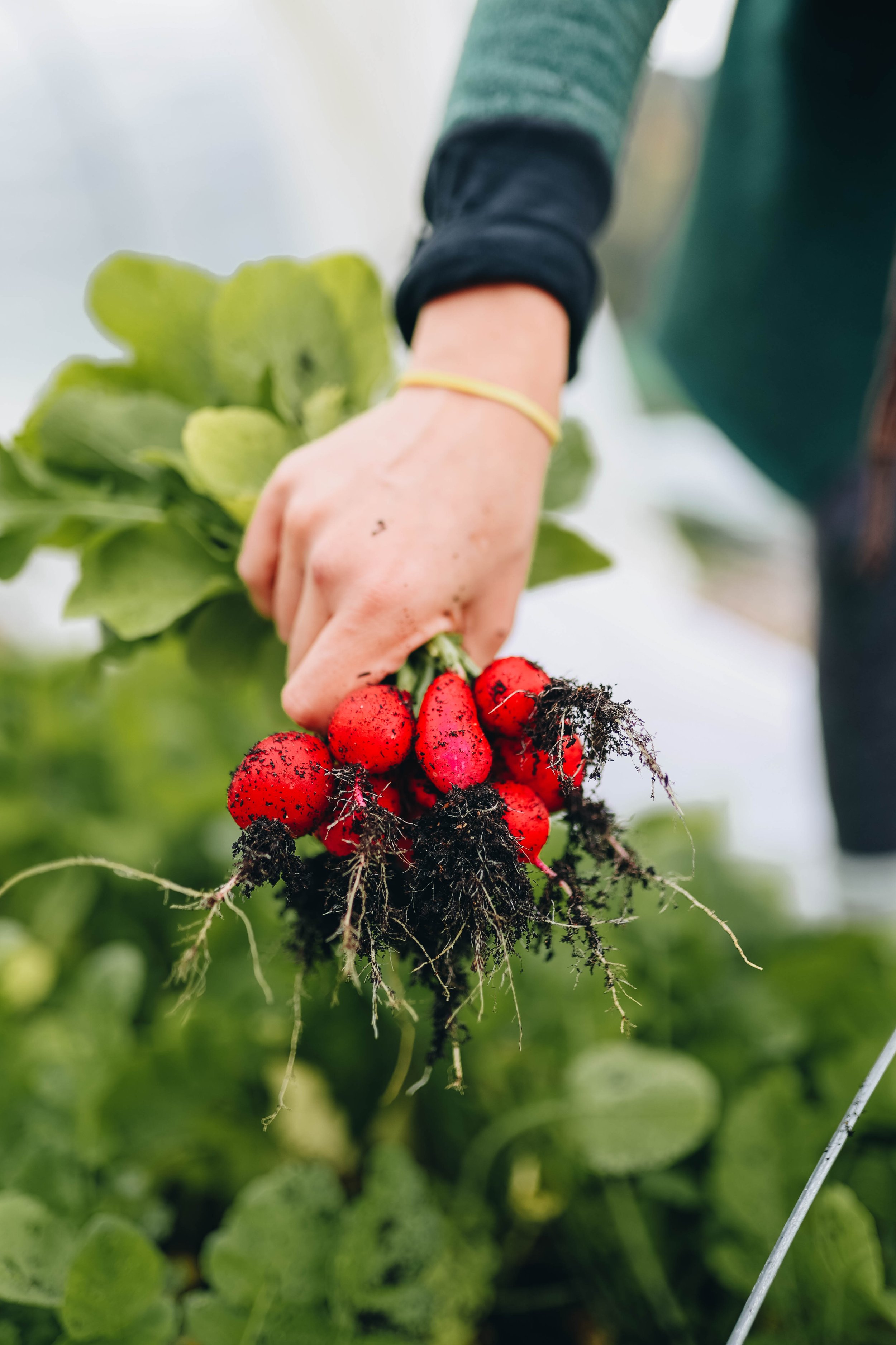 Kmetija Monera 2025 (1685).jpg