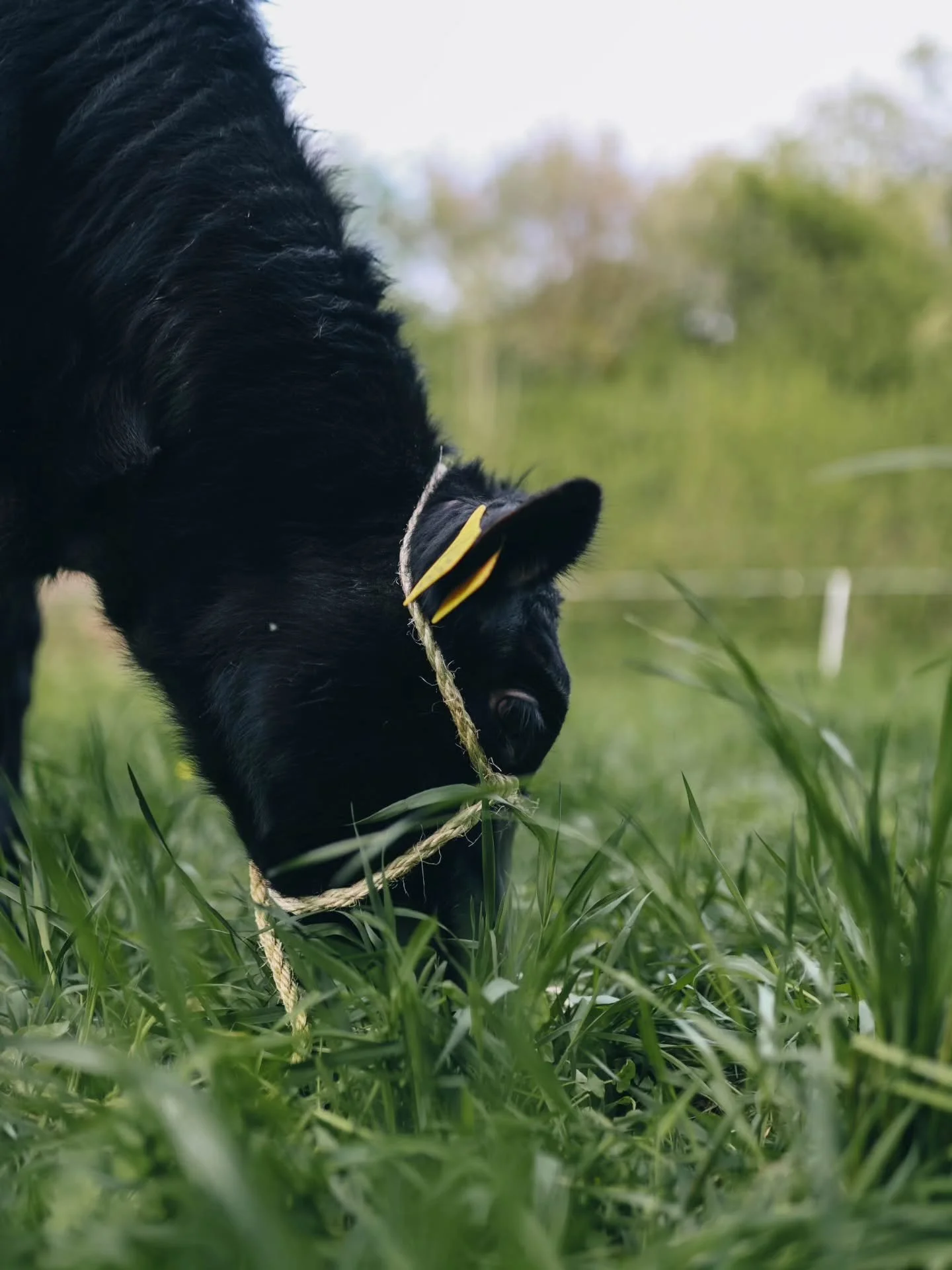 Now I&rsquo;ve somehow become a fan of our farm🐄

We have 3 young, healthy heifers that have stepped onto the pasture of Monera Farm for the first time.

Let&rsquo;s start grazing this beautiful place🌱

#regenerativeagriculture
#pasturaisedbeef 
#k