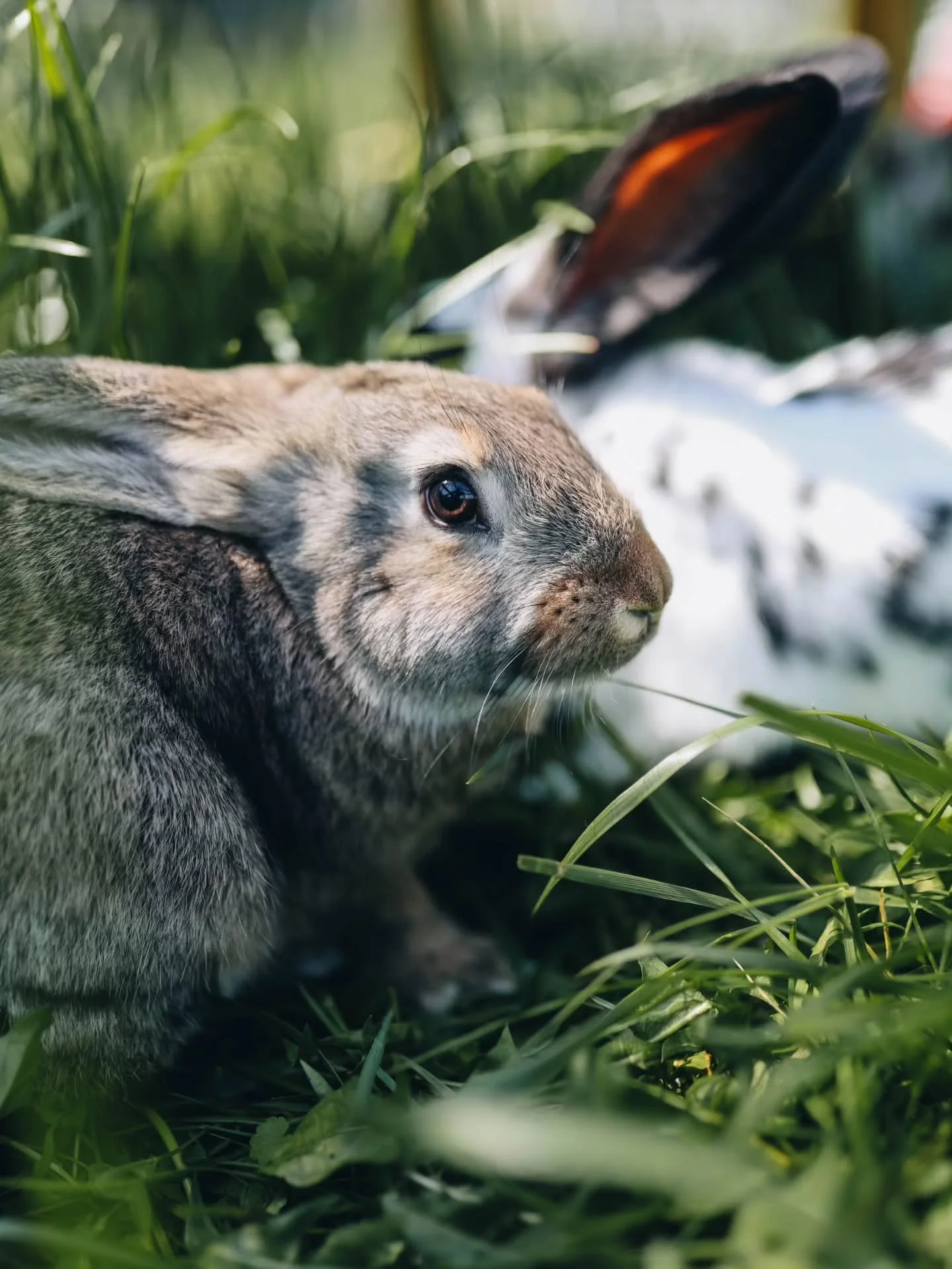 This year, we began grazing a much larger number of animals, some for self-sufficiency, but mostly for professional and market purposes.

Rabbits also arrived on the farm somewhat unexpectedly this year. We&rsquo;ll be keeping them for self-sufficien