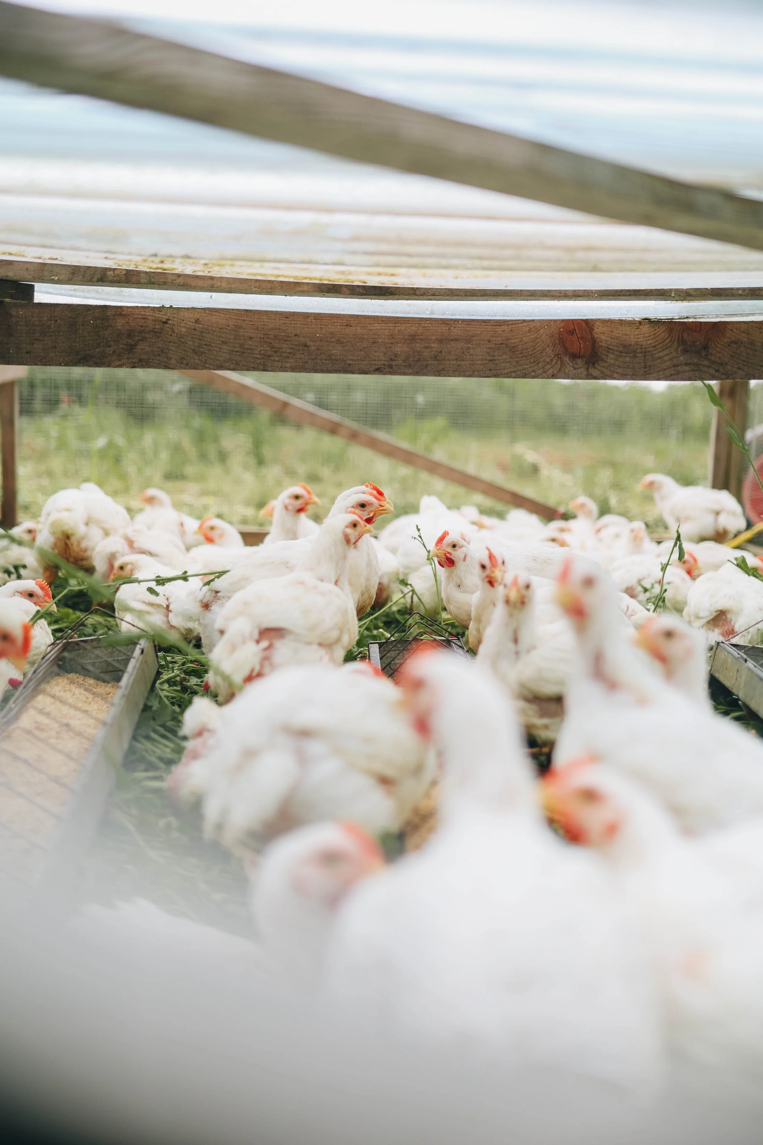 Kmetija Monera 2025 (739).jpg