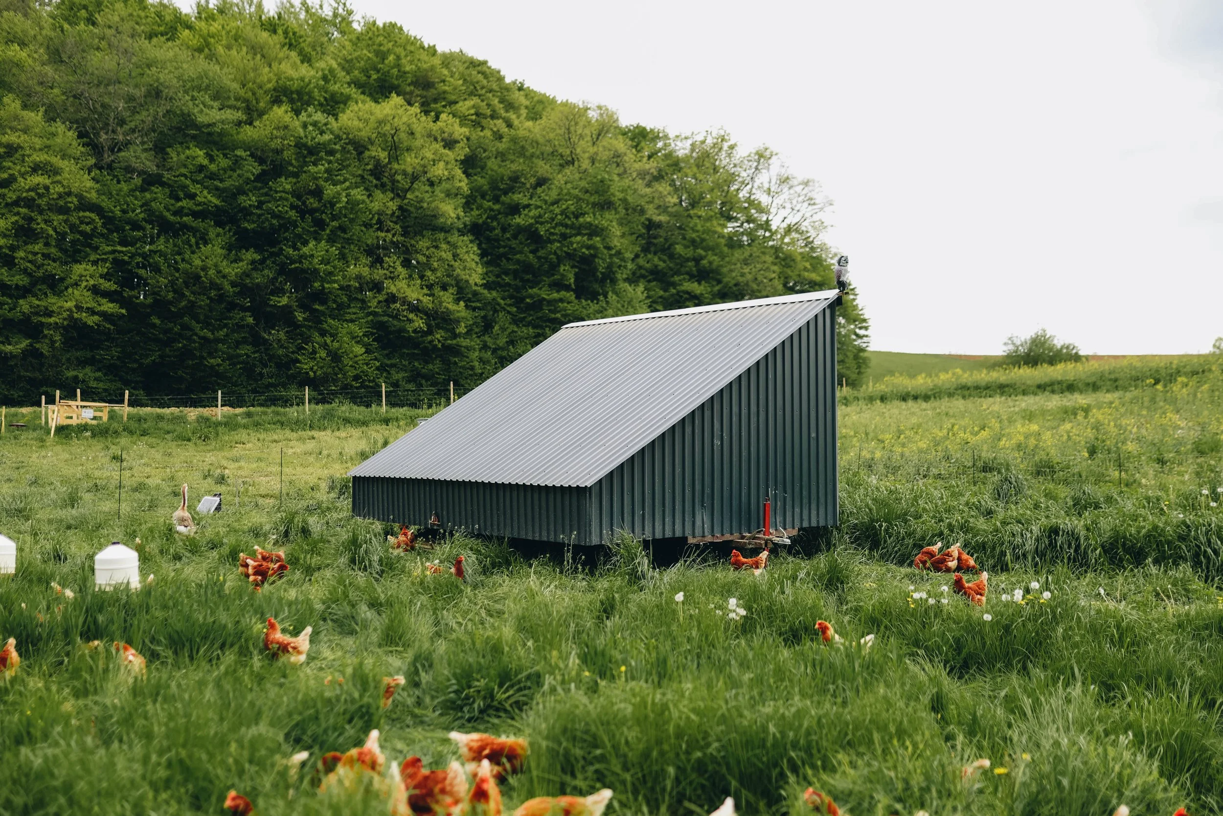 Kmetija Monera 2025 (698).jpg