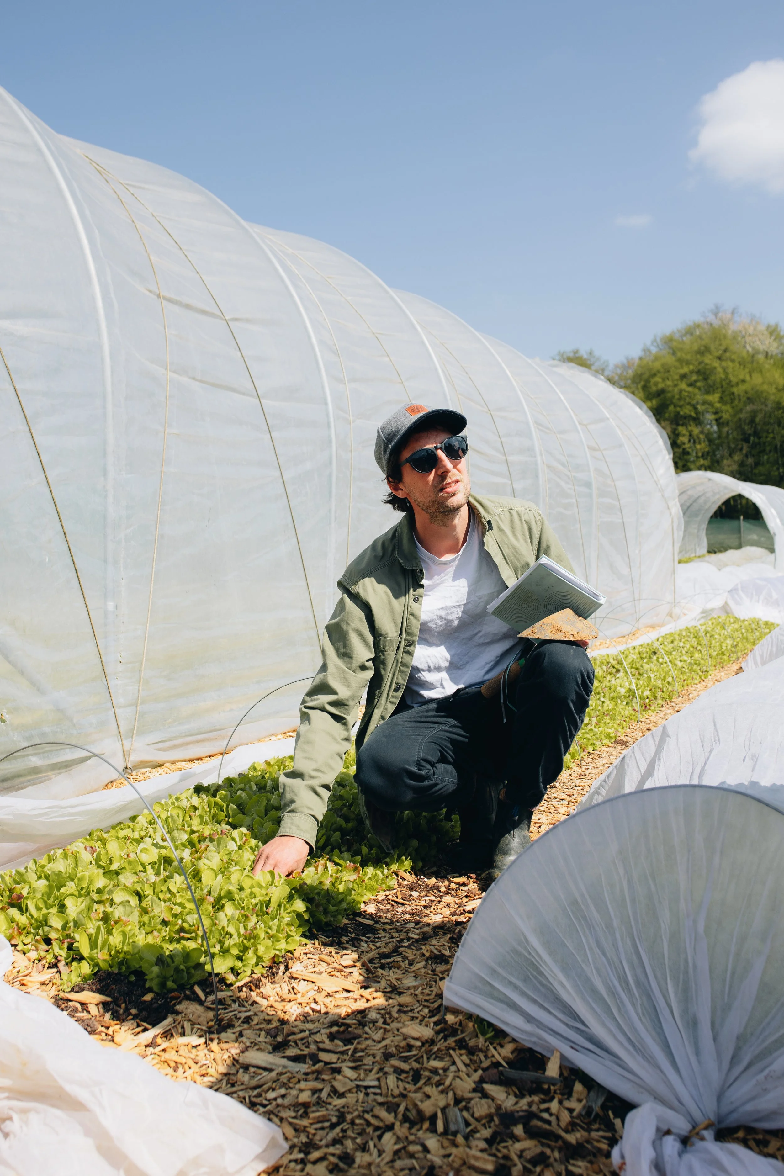 A man in sunglasses and a hat kneels in a greenhouse garden, examining leafy lettuce plants and holding a notebook and a rock.