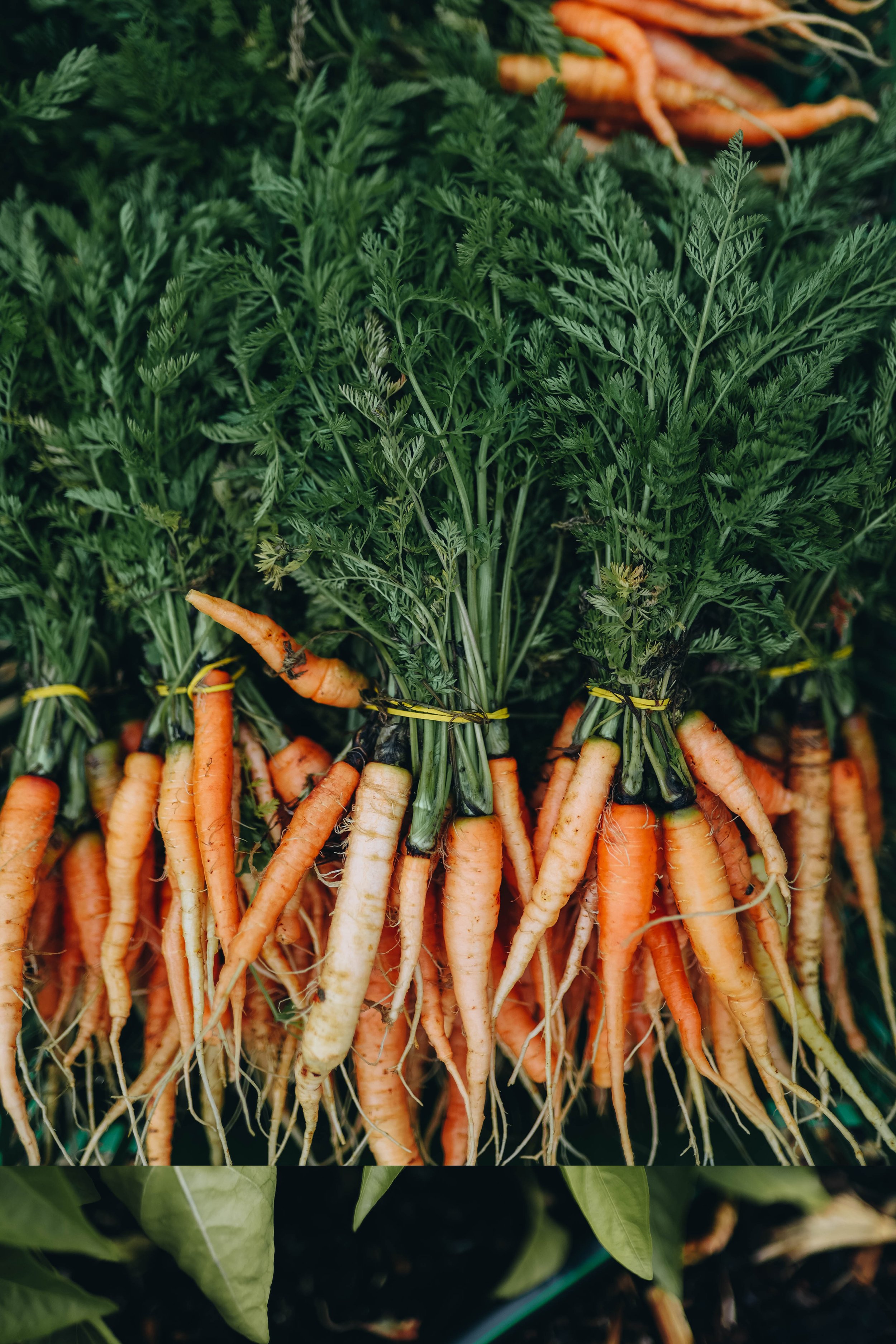 Kmetija Monera 2025 (1164)1.jpg