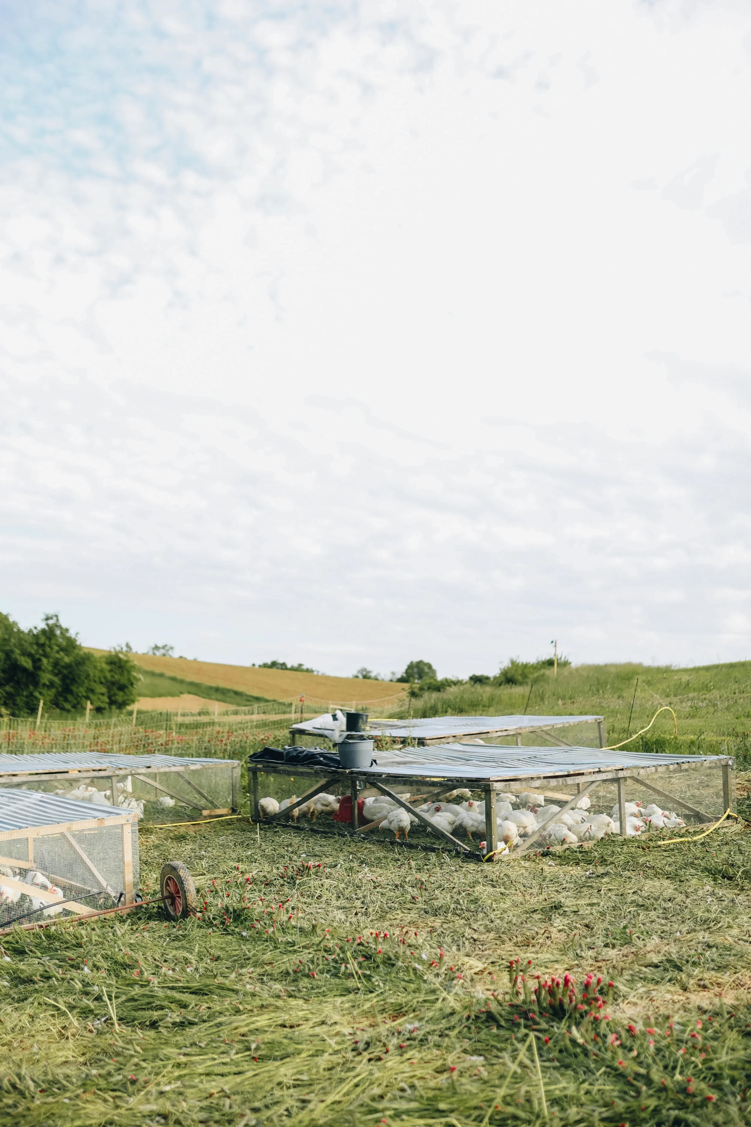 Kmetija Monera 2025 (854).jpg