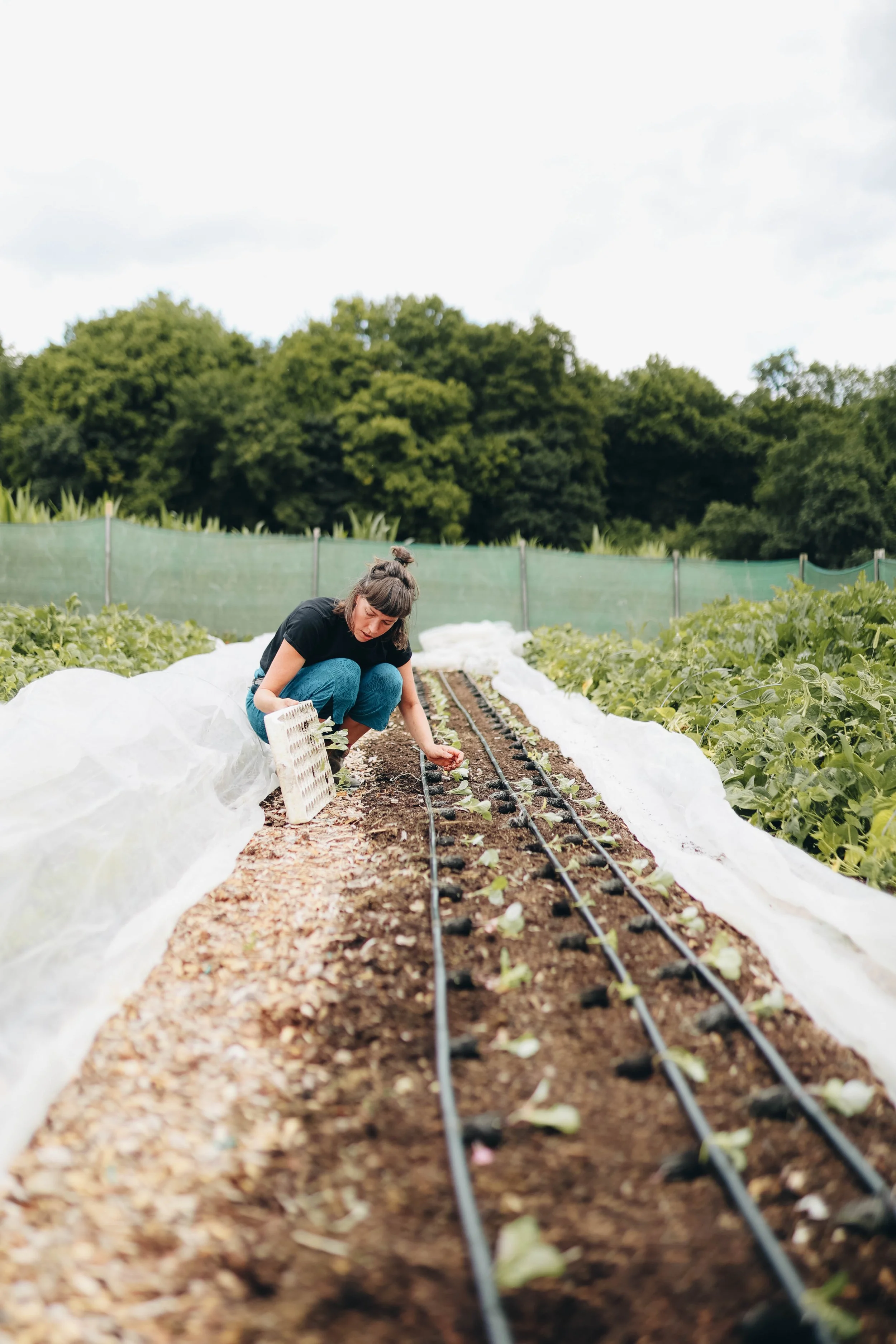 Woman planting seedlings in garden rows with drip irrigation, surrounded by green plants and trees.