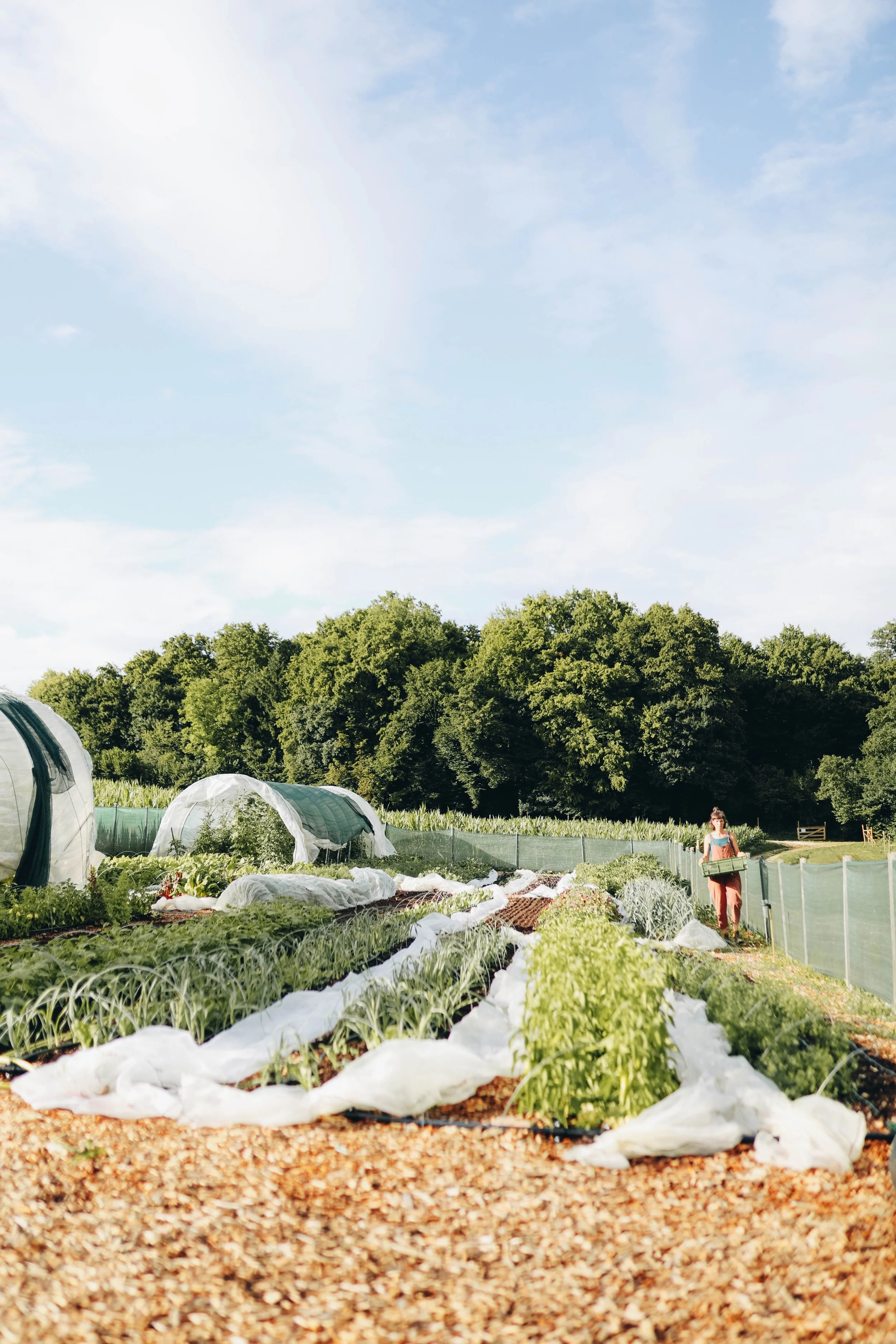 A woman gardening in a lush vegetable farm with greenhouses, leafy vegetables, and a blue sky with some clouds.