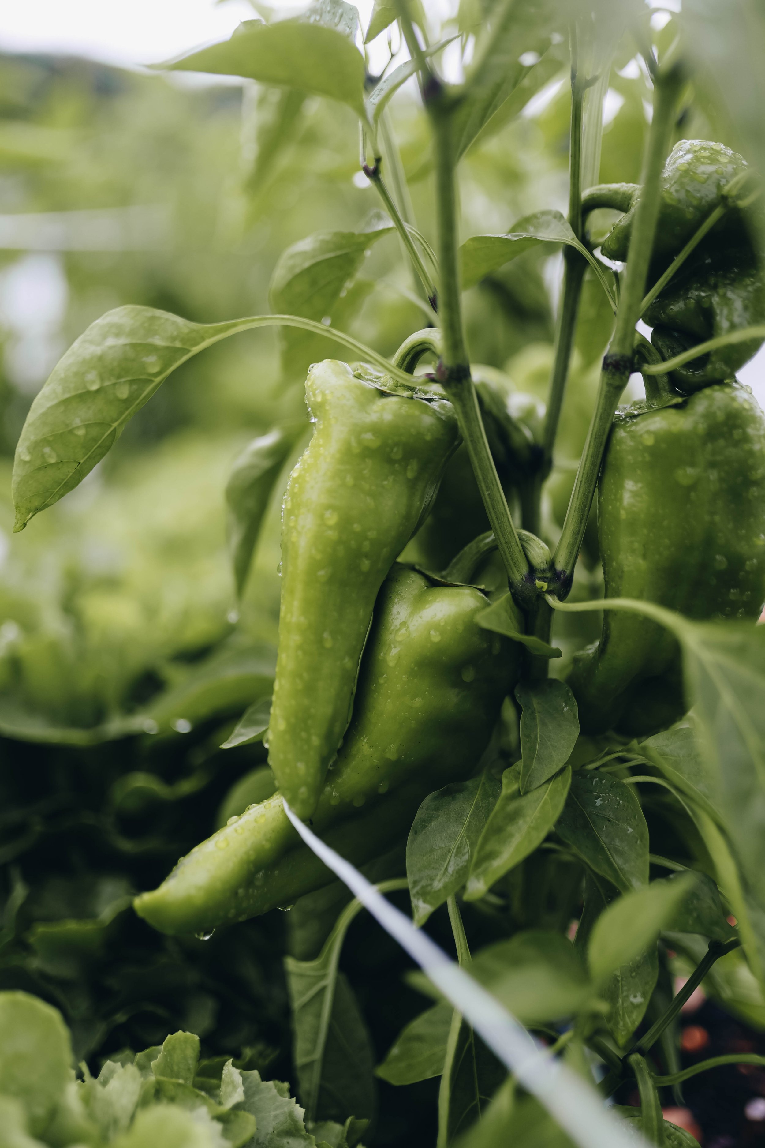 Tržni vrt BREZ PREKOPAVANJA