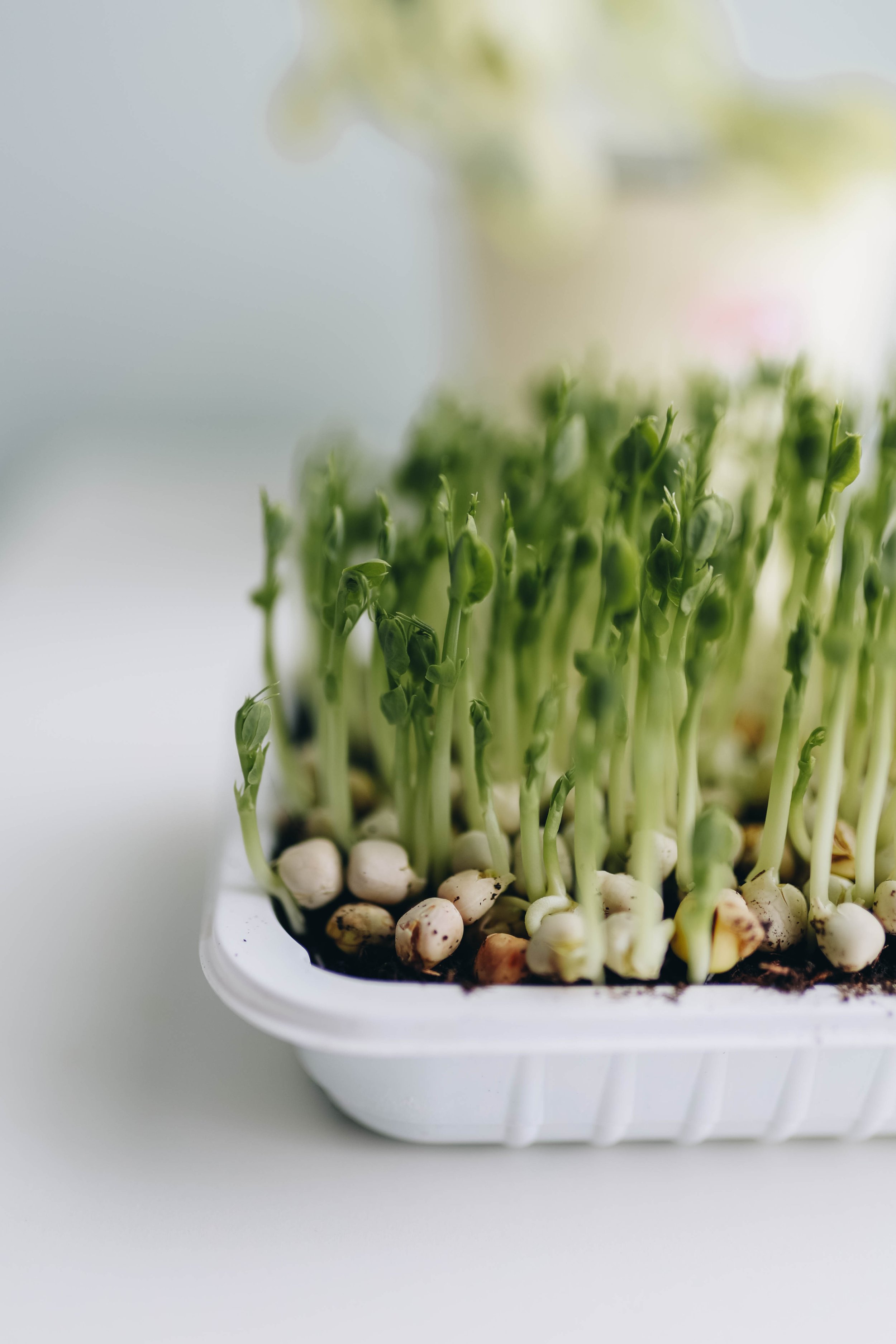 Kmetija Monera 2025 (1899).jpg