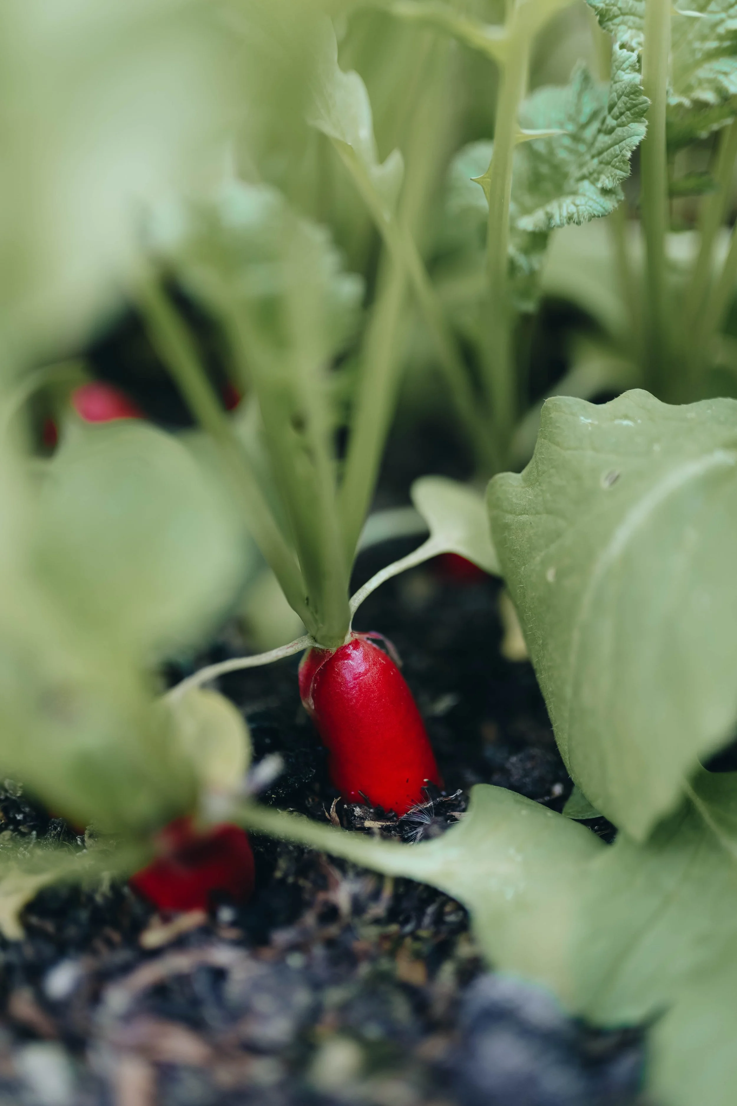 Kmetija Monera 2025 (664).jpg