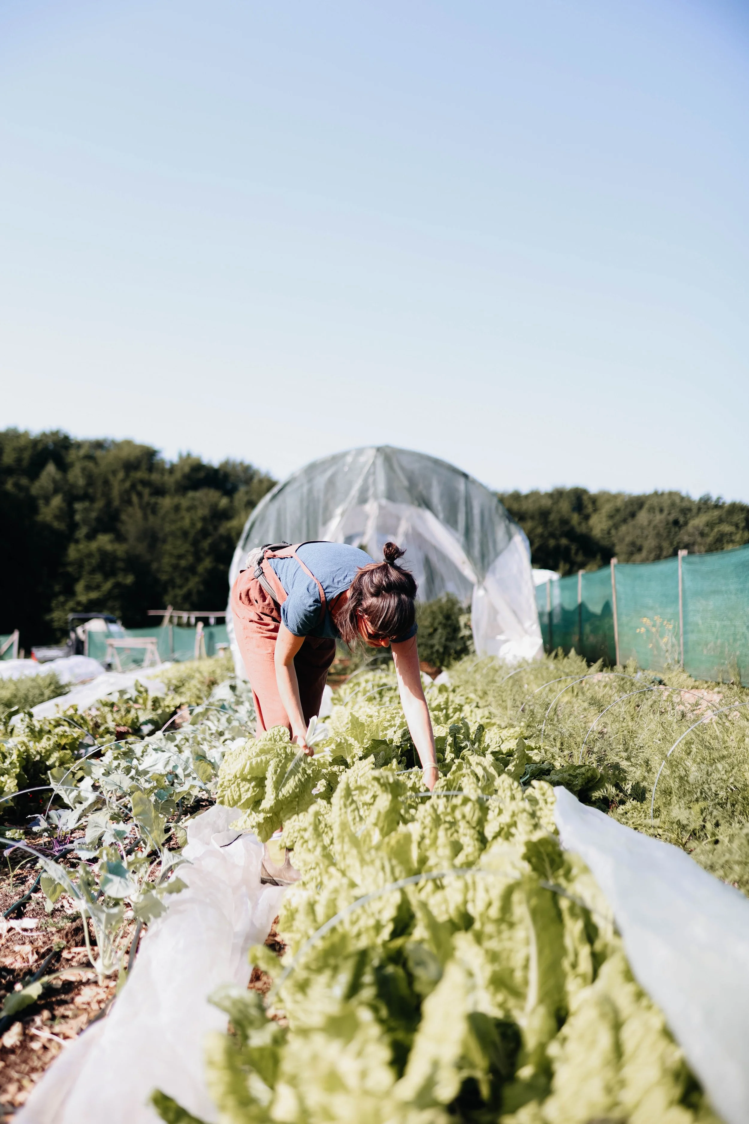 A woman tending to lettuce plants in a vegetable garden with a plastic greenhouse and green fencing in the background under a clear blue sky.