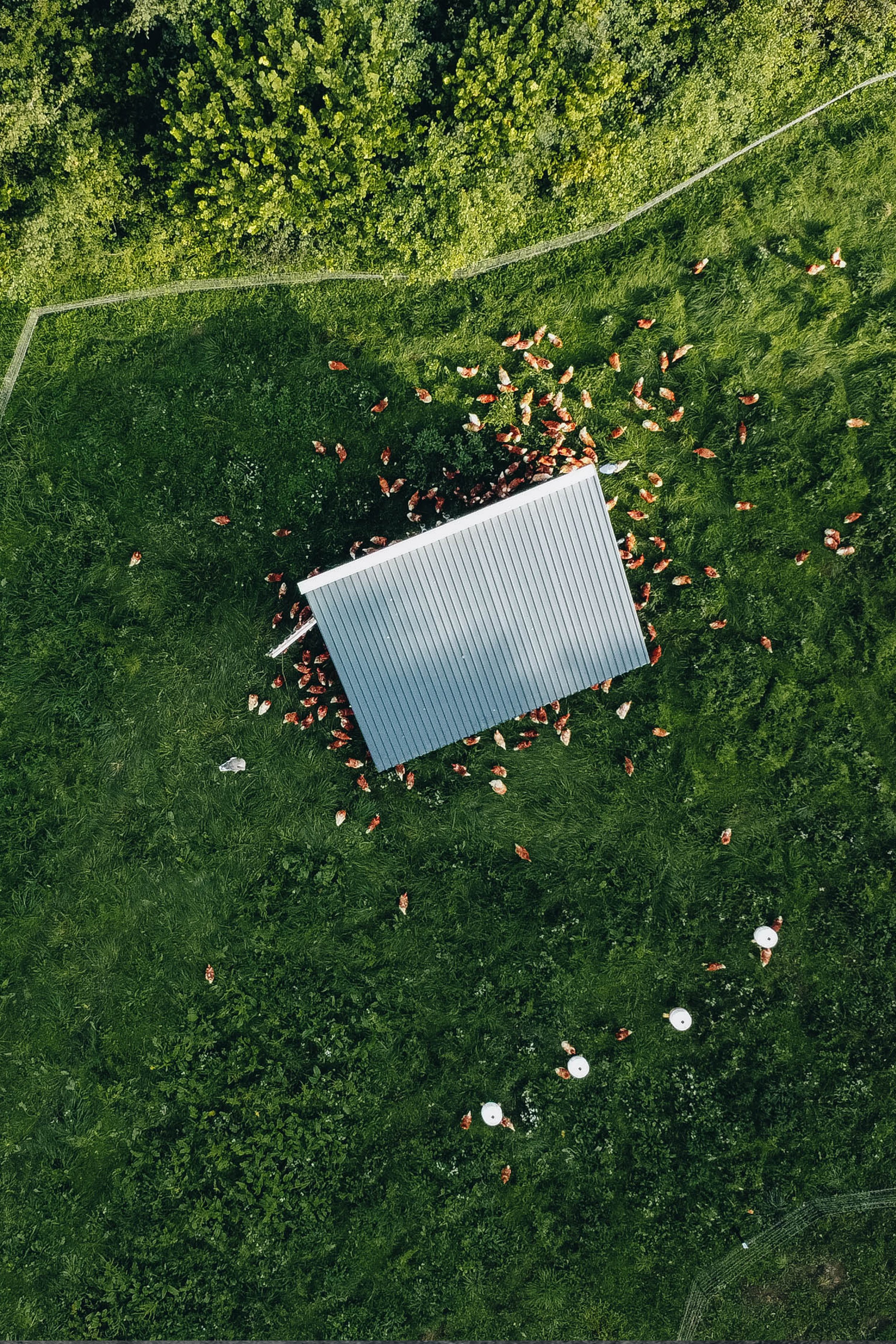 Premični kokošnjak