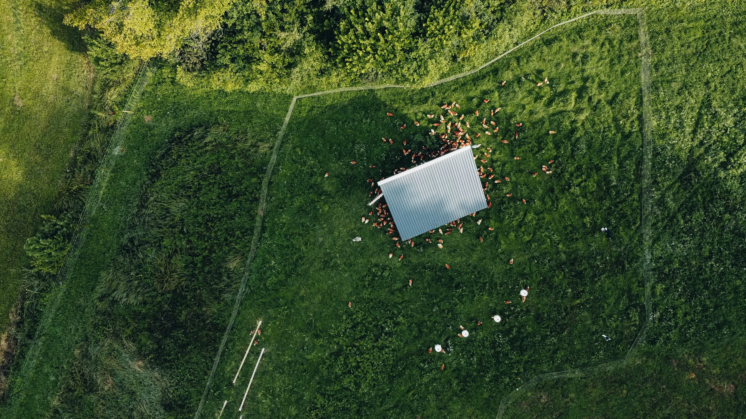 PAŠNE KOKOŠI IN PIŠČANCI