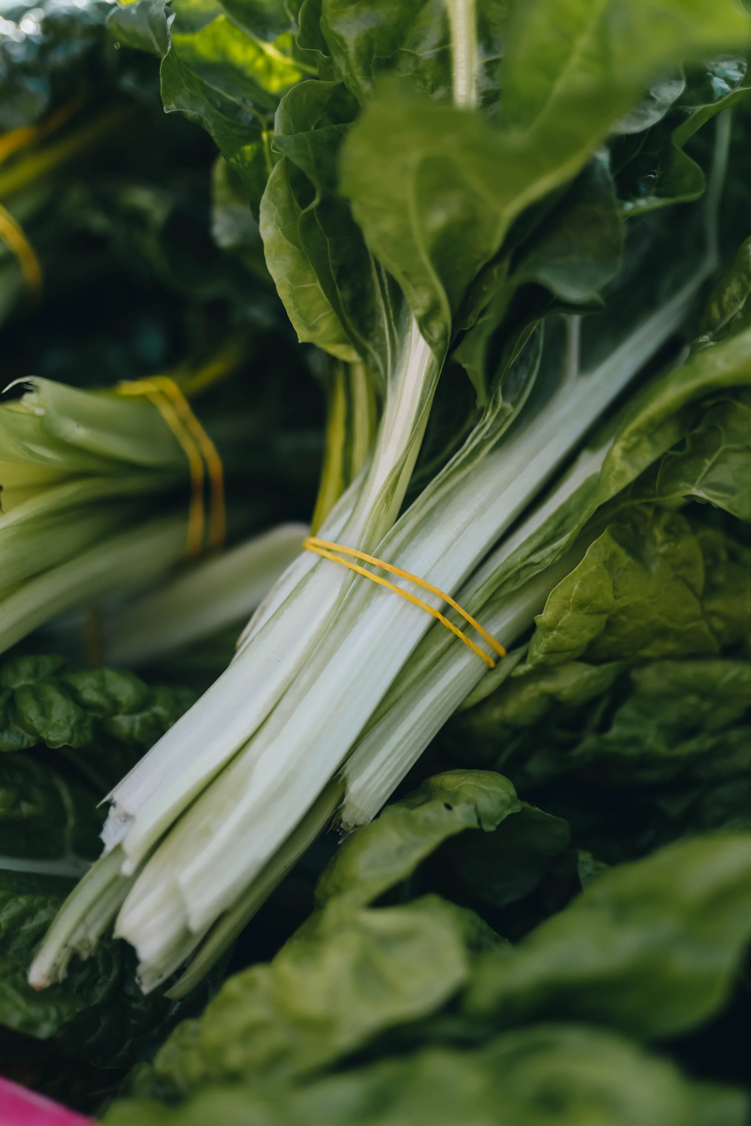 Kmetija Monera 2025 (896).jpg