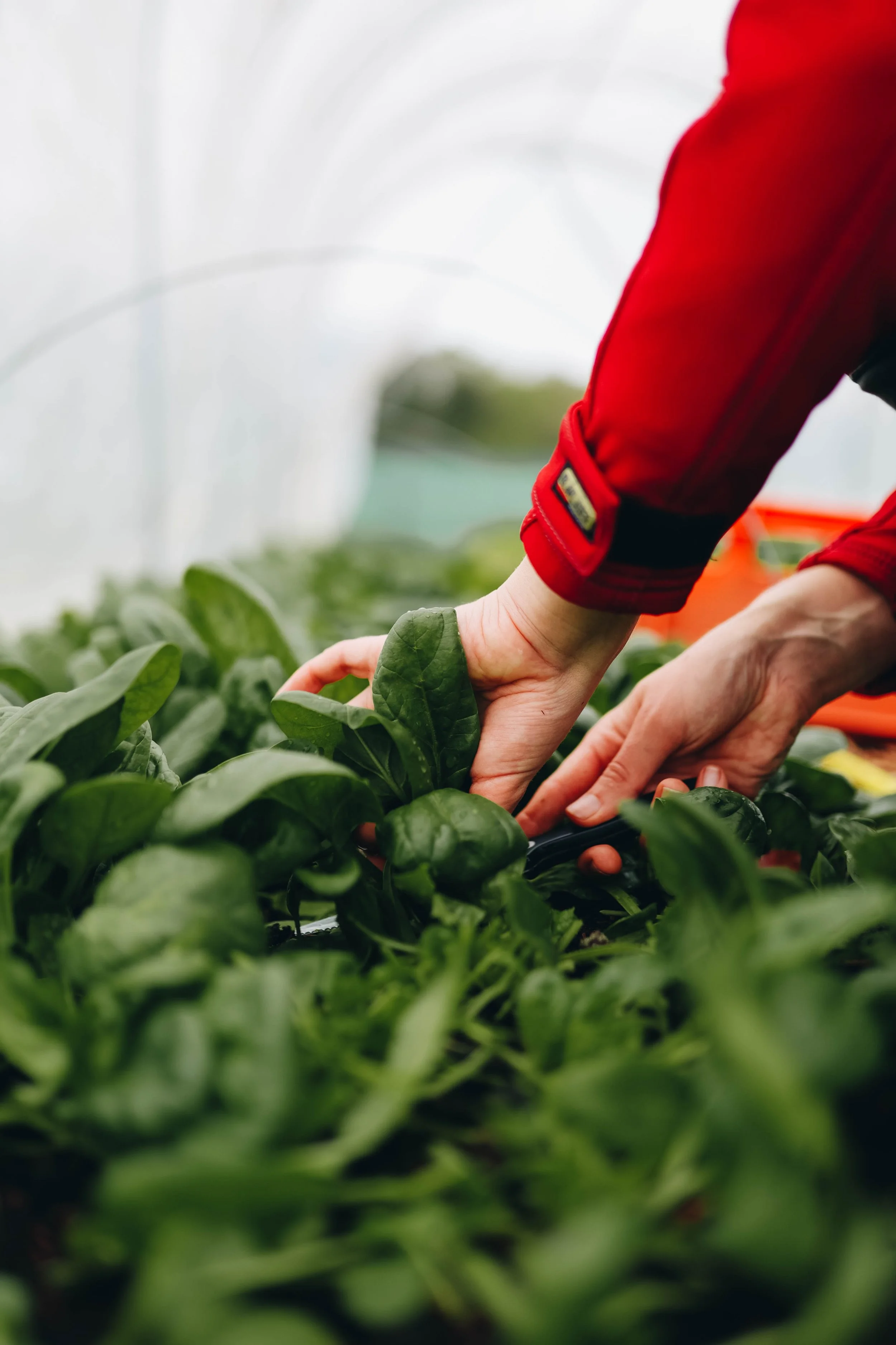 Person harvesting green leafy vegetables in a greenhouse.