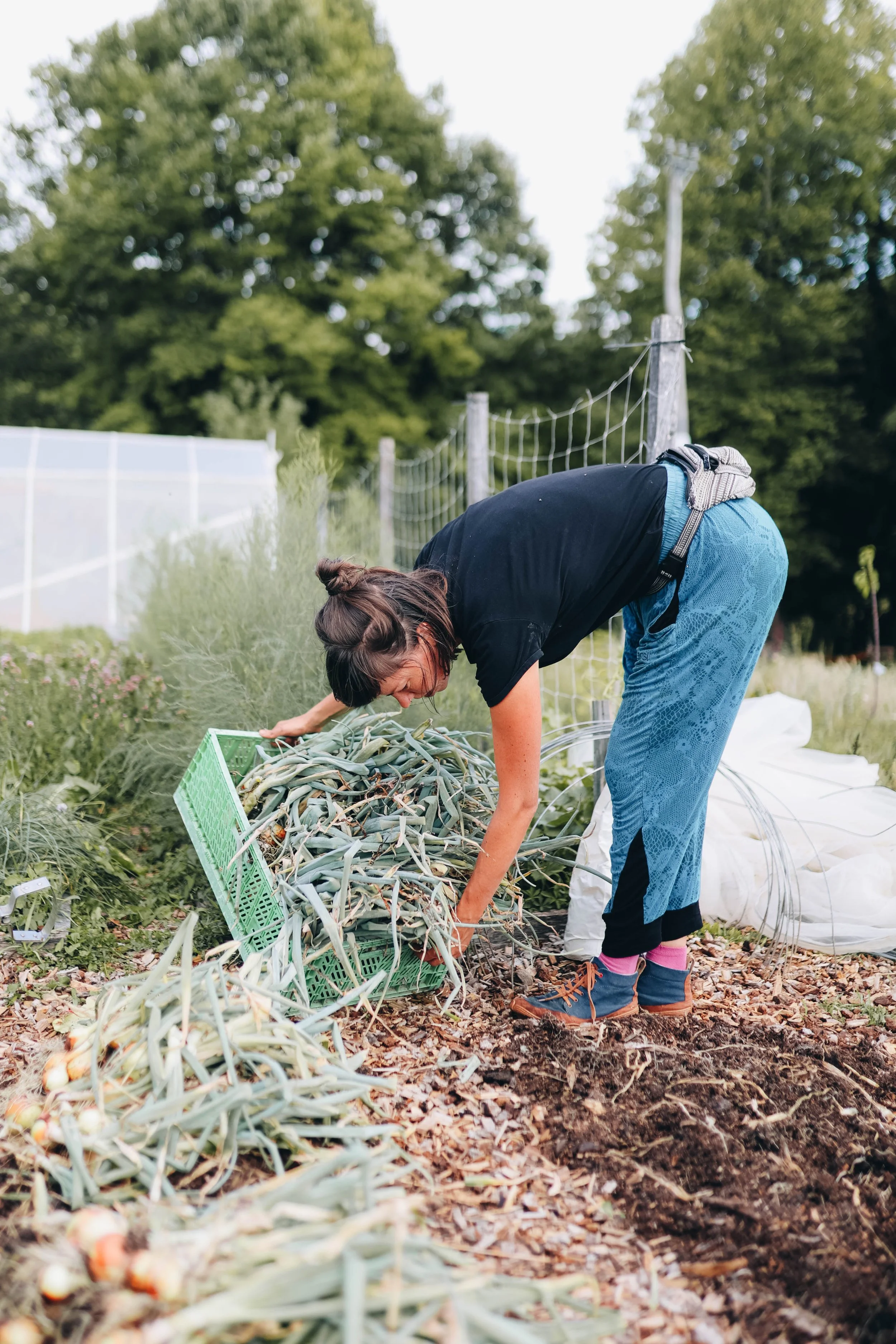 Woman harvesting onions in a garden, bending over with onions spilling from a green crate.