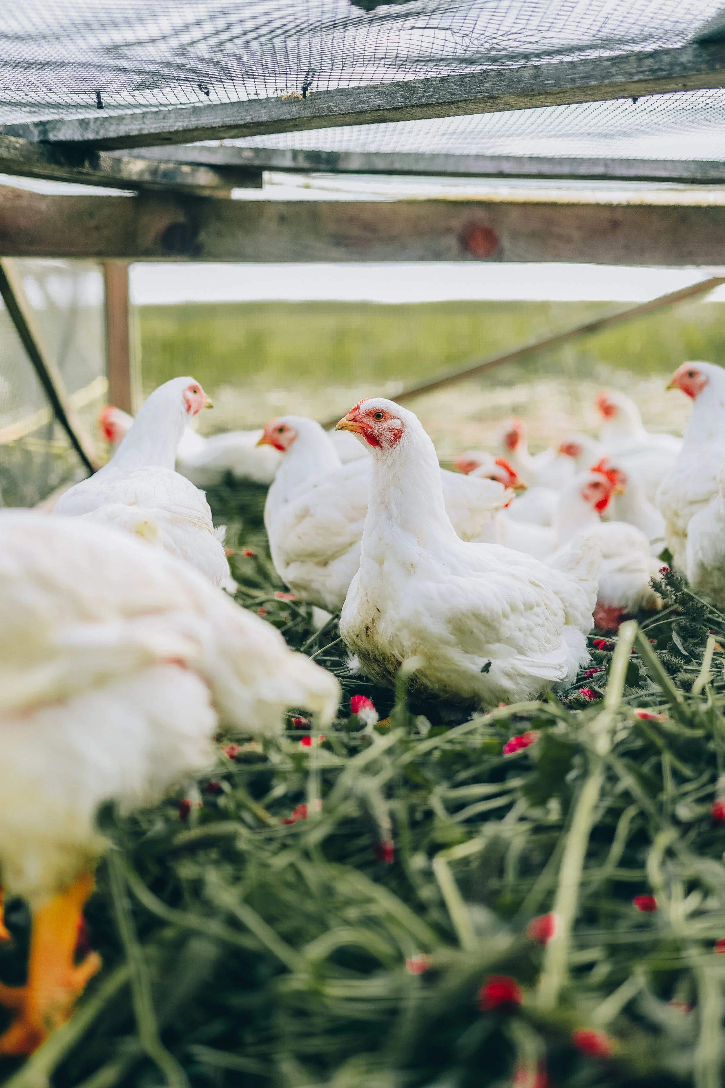 Kmetija Monera 2025 (857).jpg