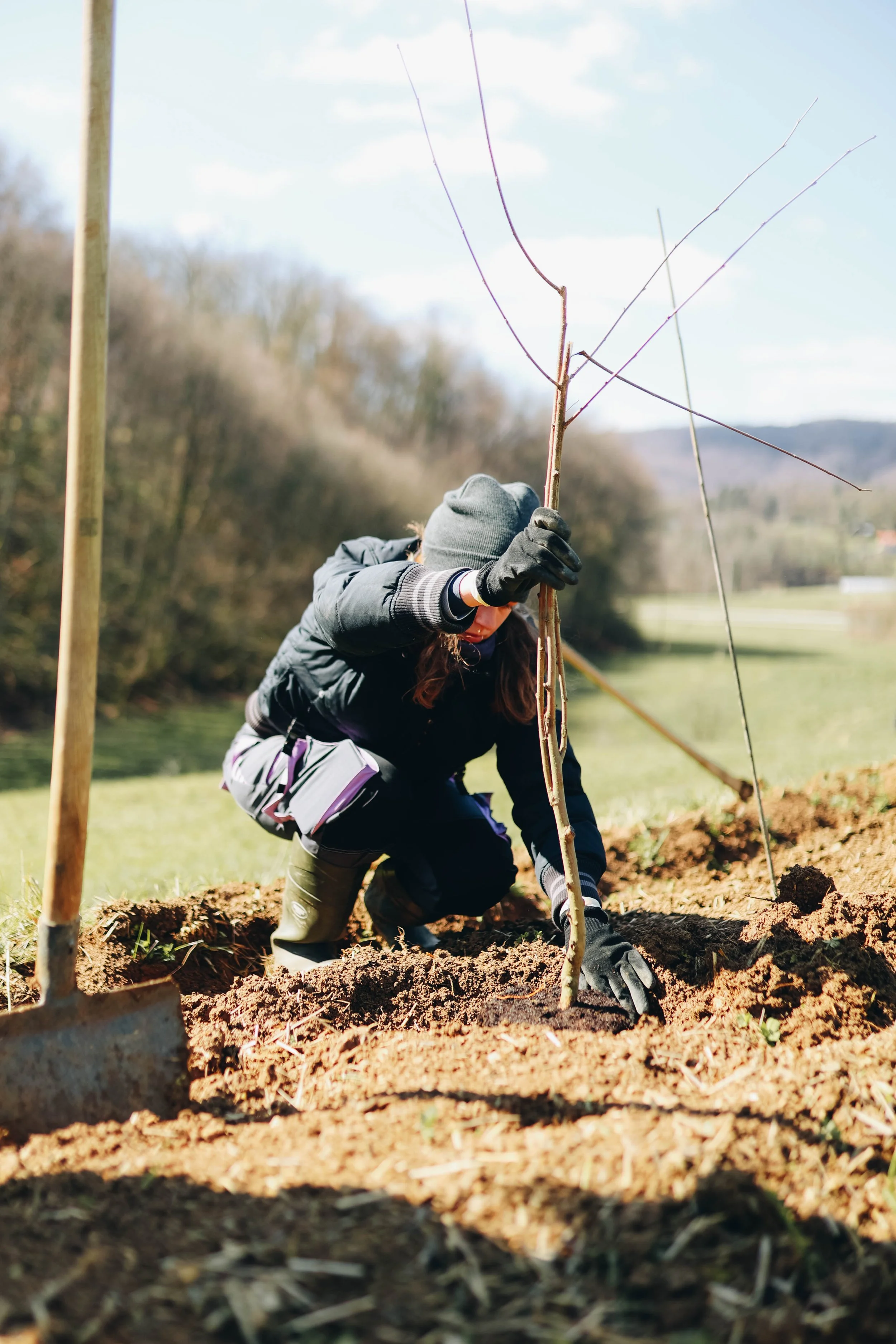 A person planting a young tree outdoors on a sunny day, wearing gloves, a jacket, and a hat, with a shovel nearby.