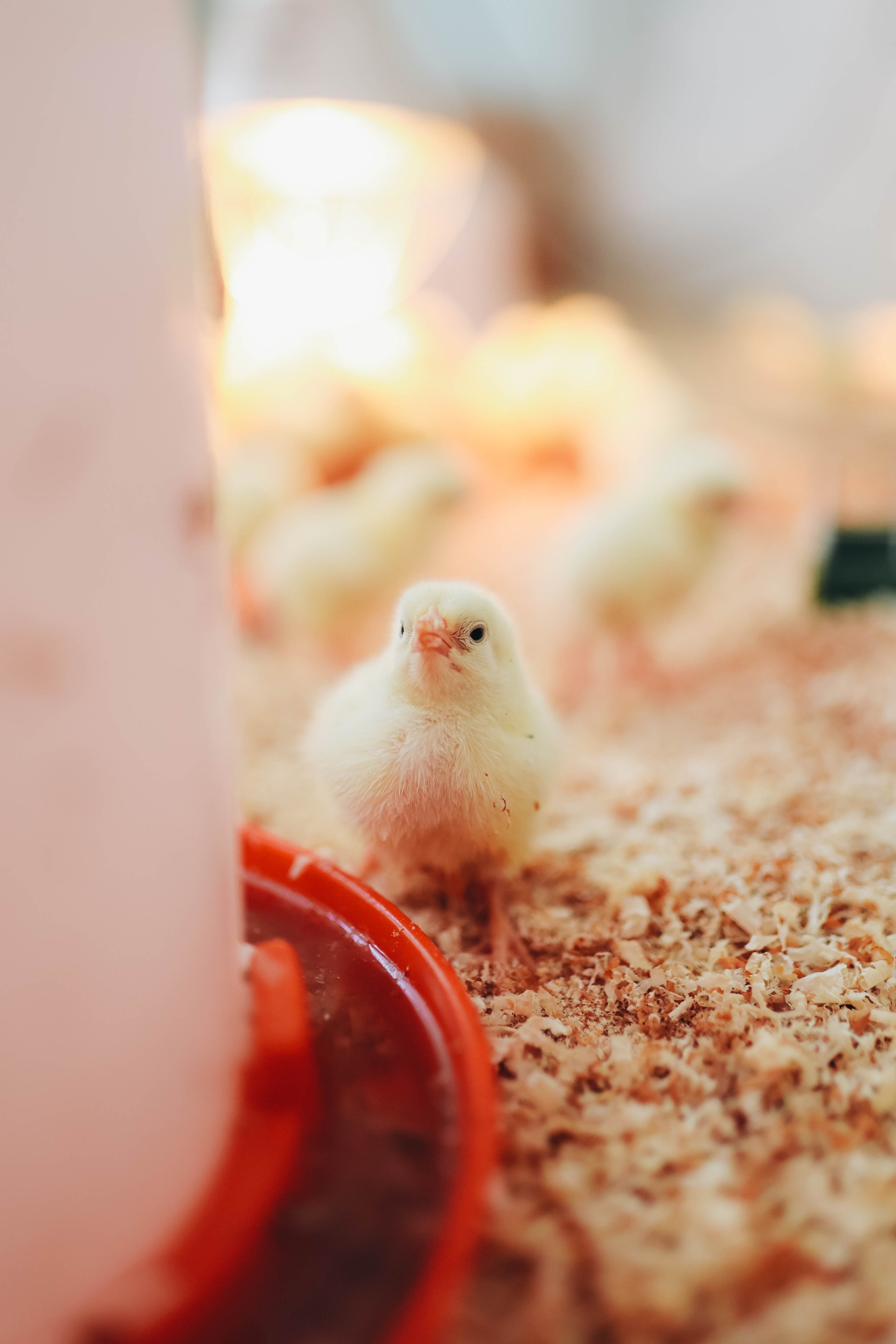 Kmetija Monera 2025 (1345).jpg