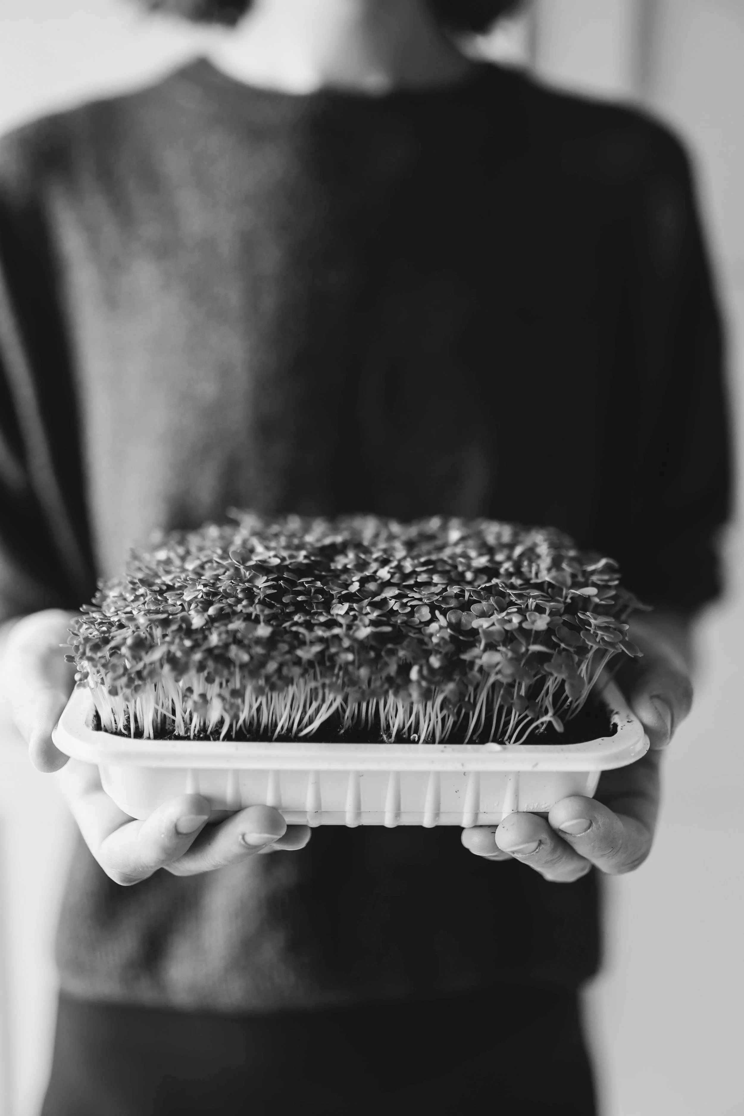 VZGOJA MIKROZELENJA IN KALČKOV