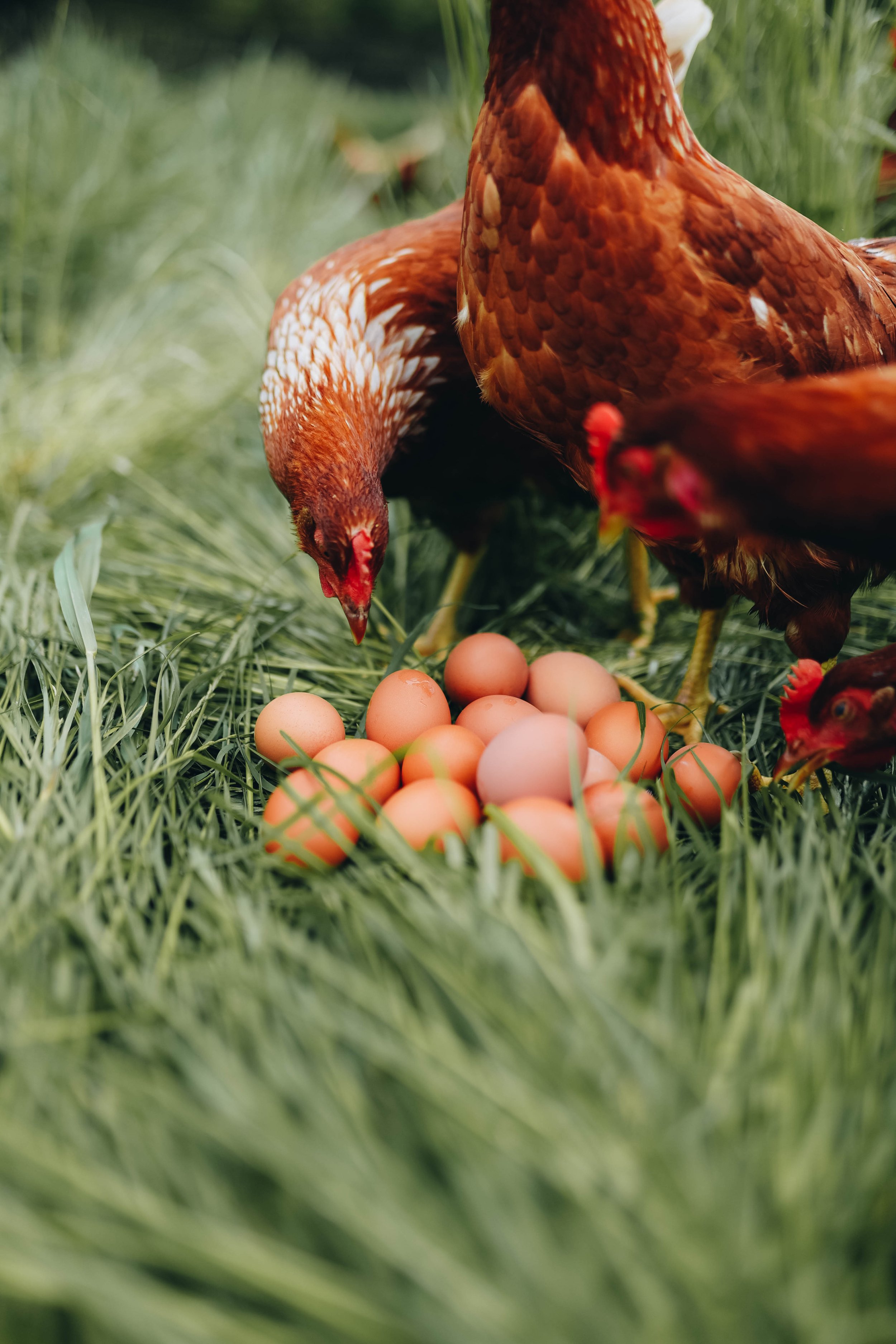 Kmetija Monera 2025 (763).jpg