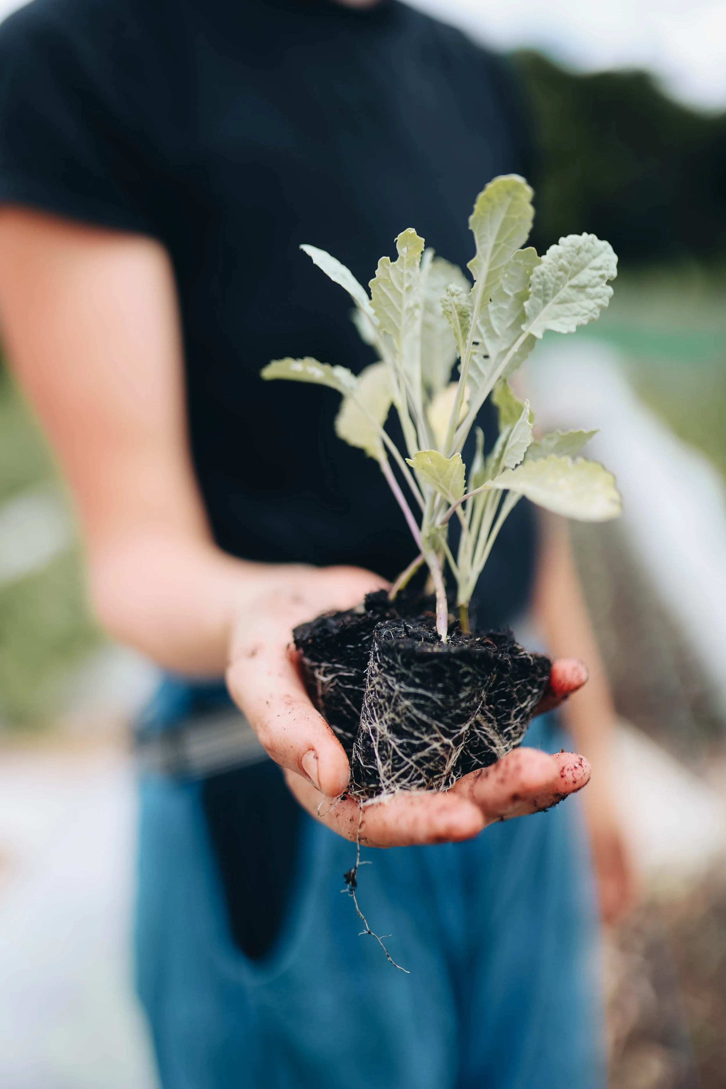 Person holding a small plant with roots in soil, outdoors.