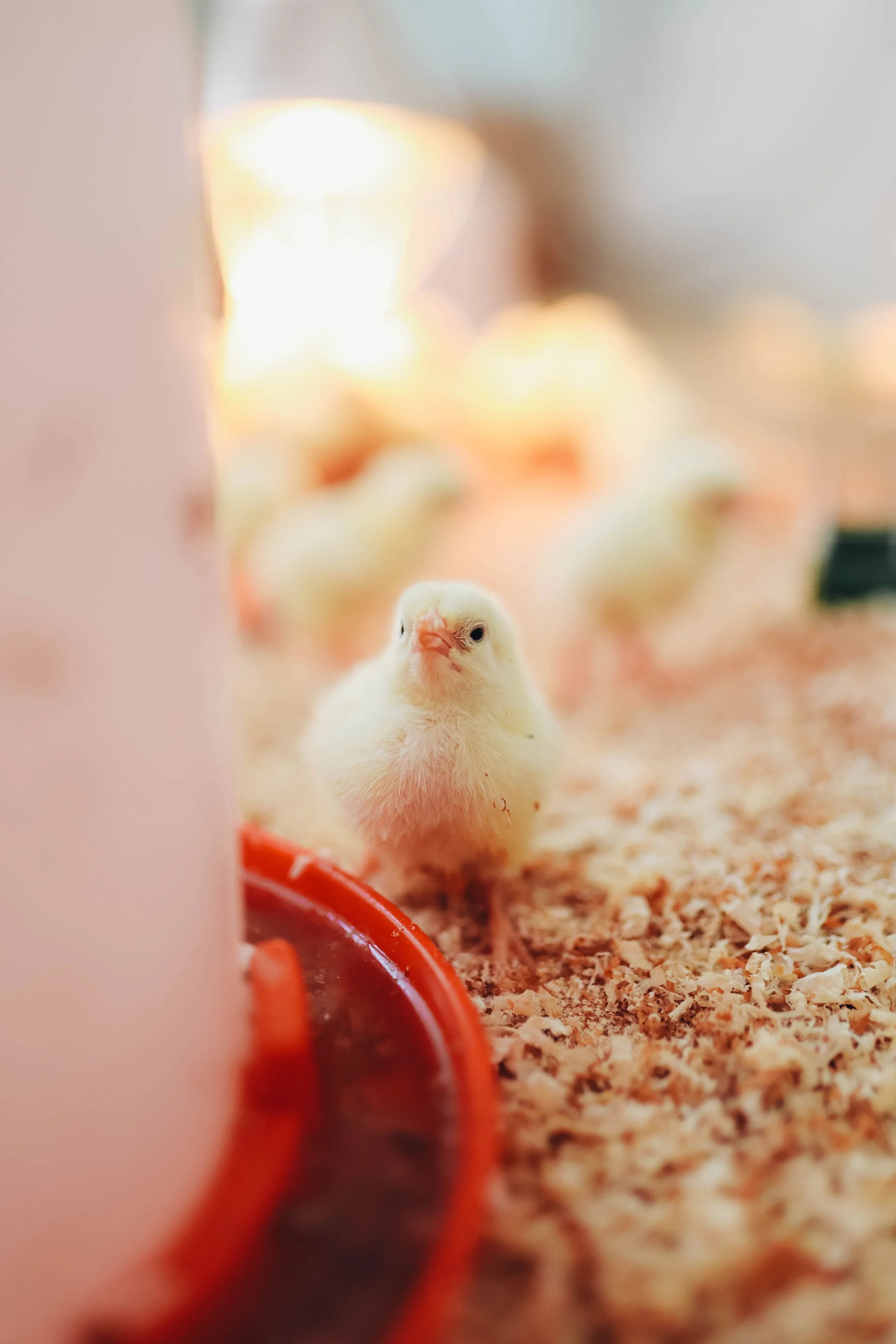 Kmetija Monera 2025 (1345).jpg