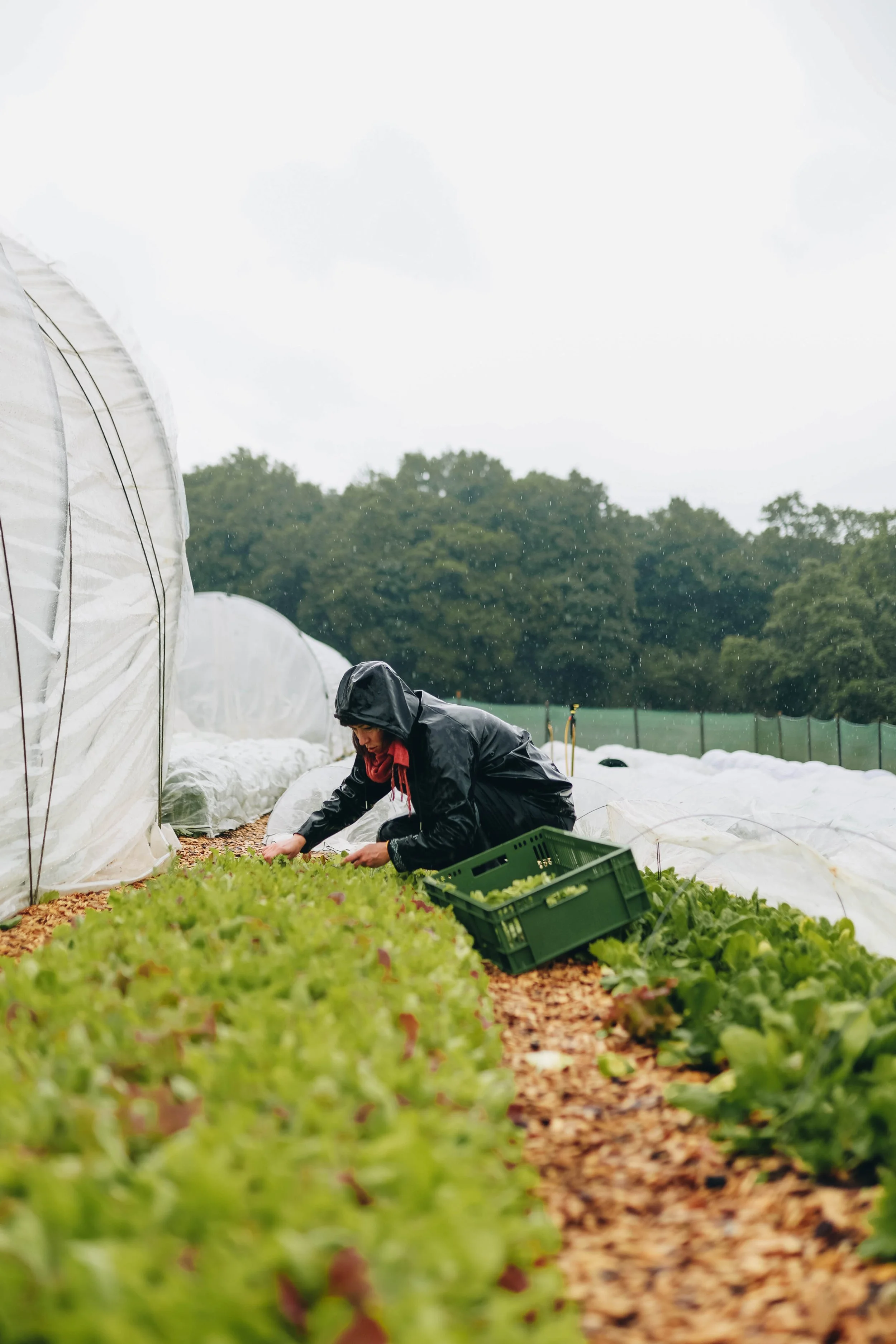 Person harvesting lettuce in a field during rainy weather, wearing a black raincoat and red scarf, with green crates nearby.
